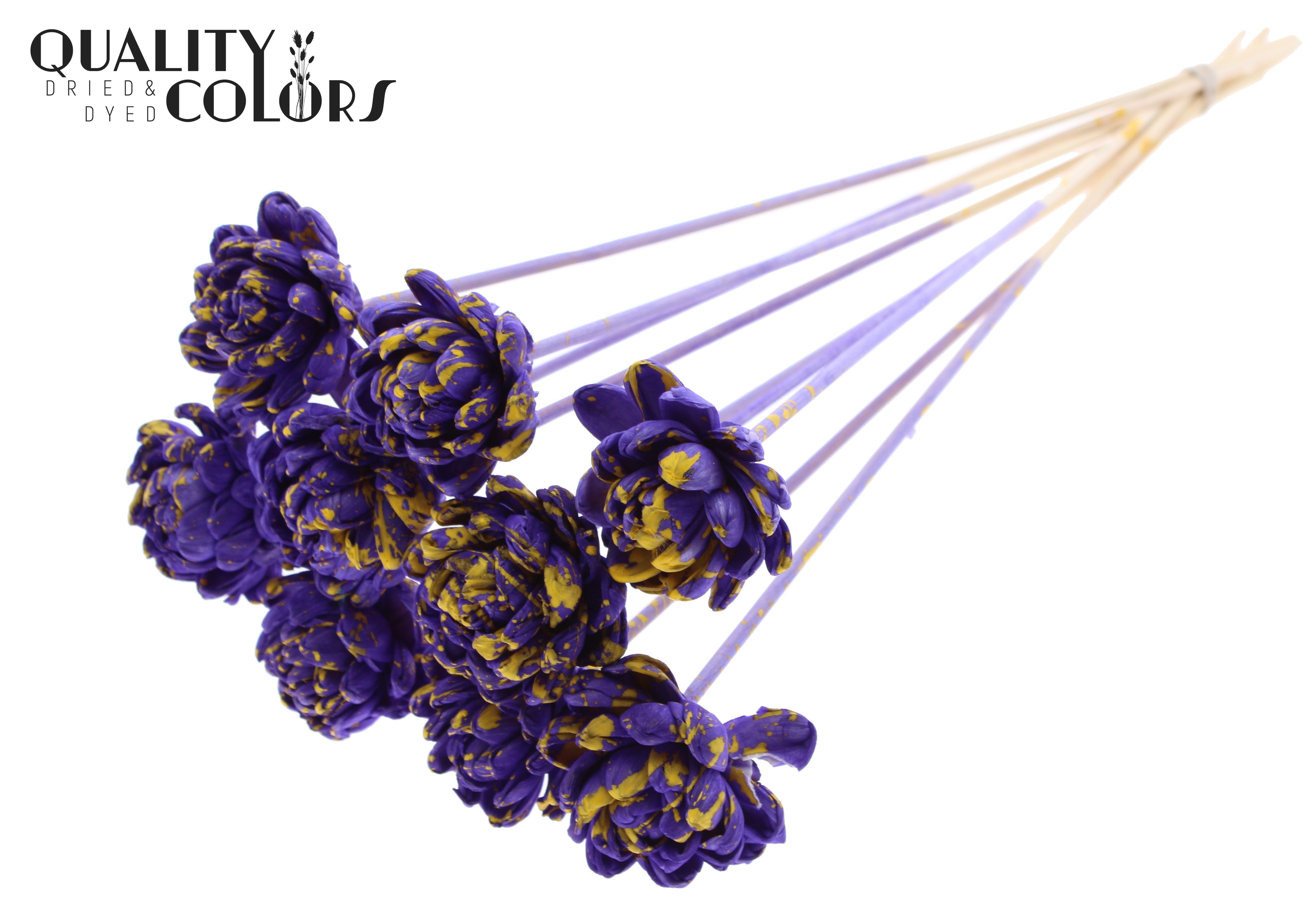Shola New Beauty Rose Splashed Purple Yellow 50cm