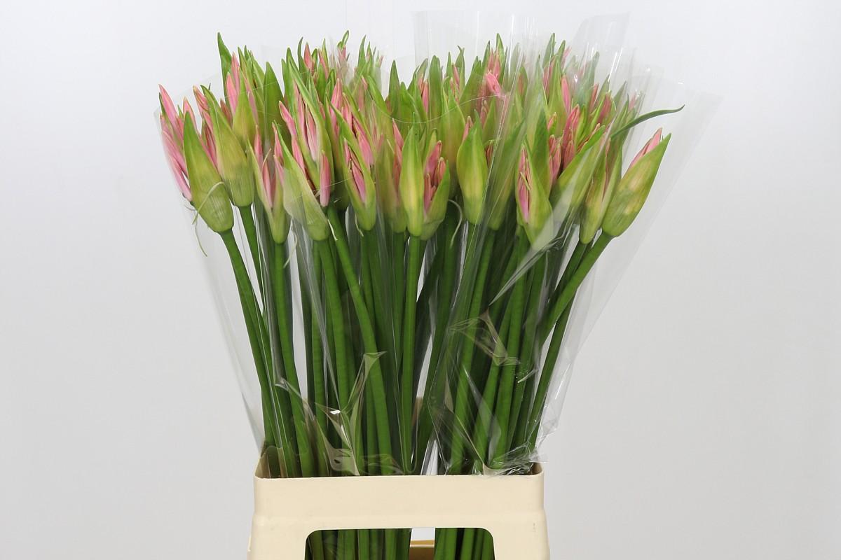 Nerine Vesta K