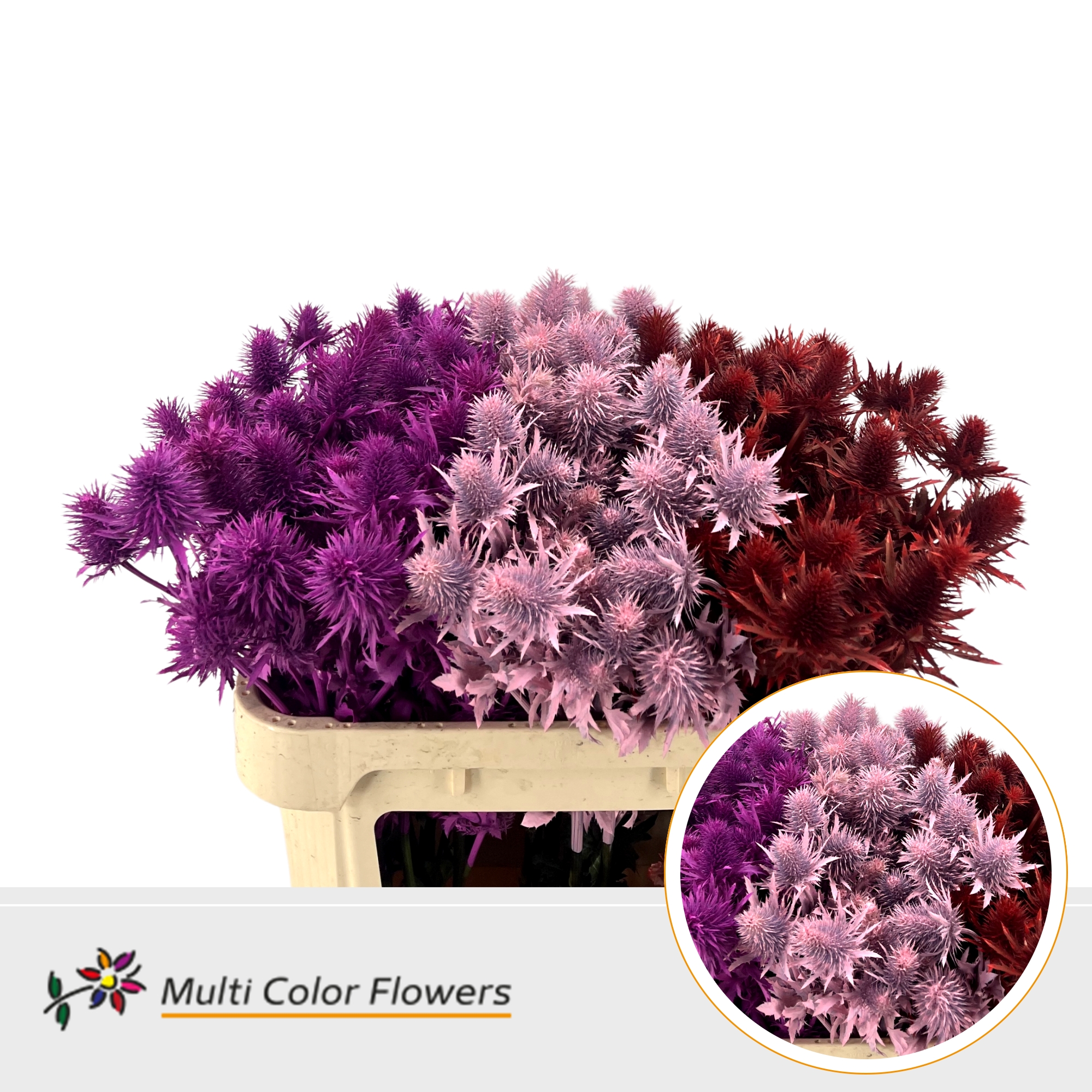Eryngium Love Mix