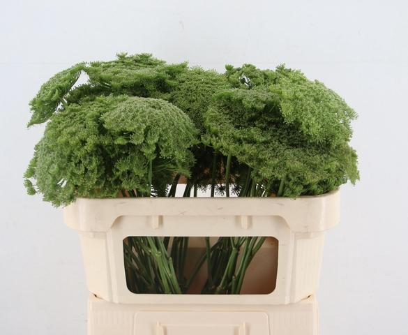Ammi Visnaga Green Mist 70cm