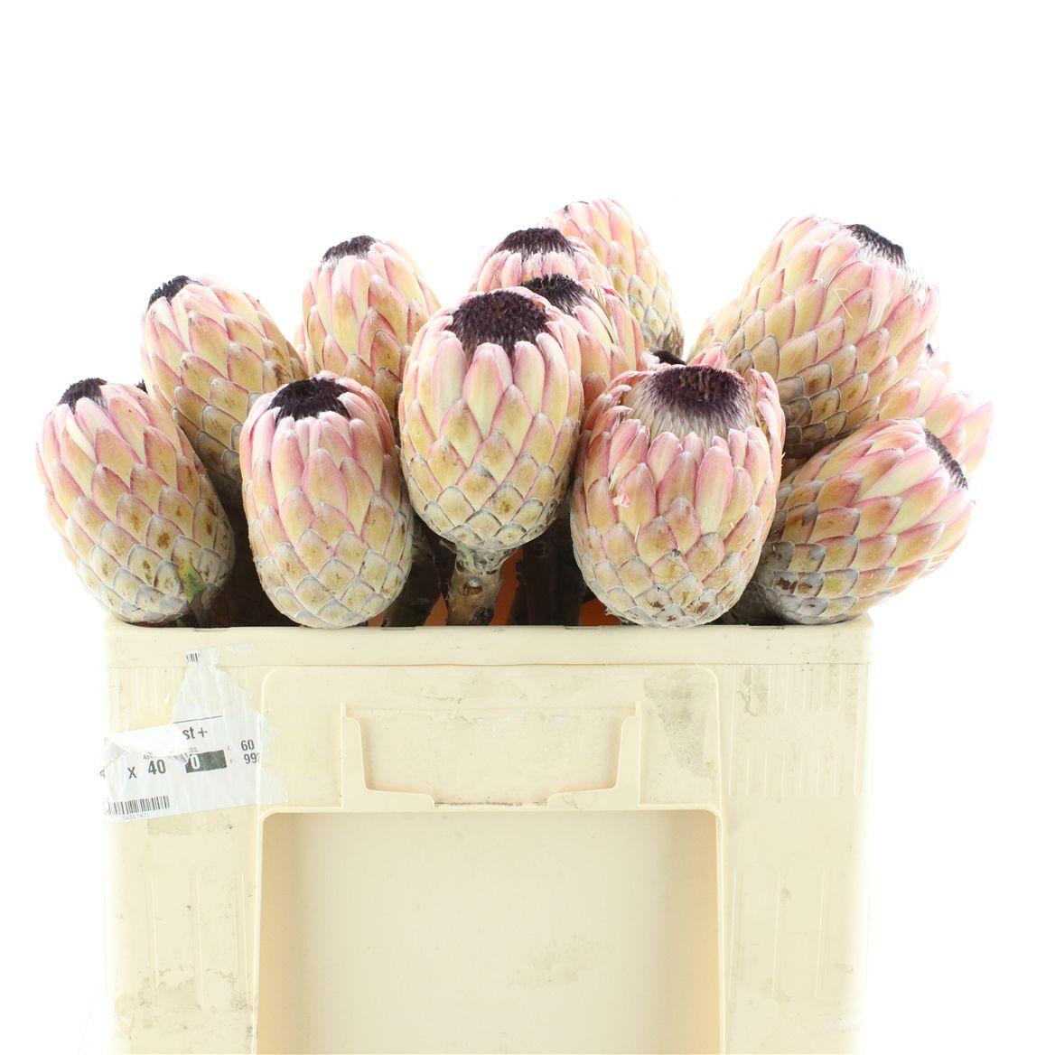 Protea Susara