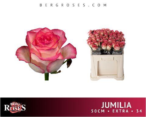 Rosa Jumilia 50cm