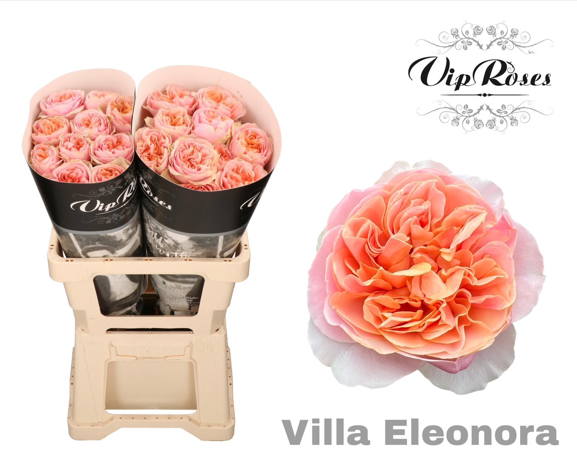 R Gr Villa Eleonora 60 cm