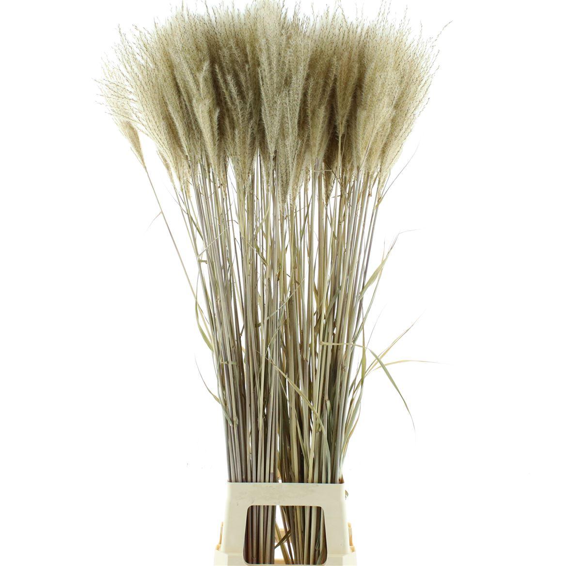 Dried Stipa Feather Leaves Natural