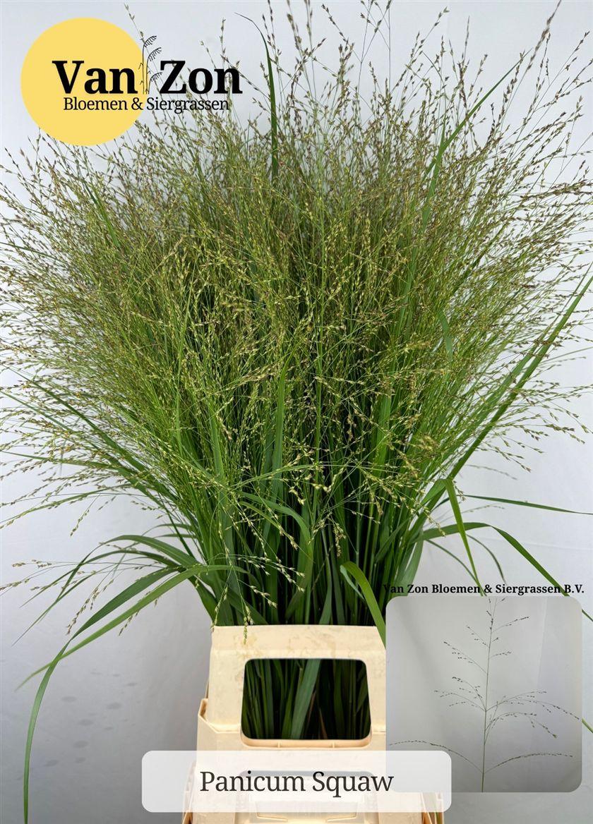 Panicum Vi. Squaw