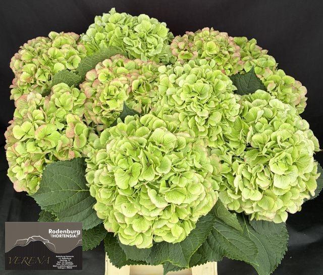 Hydrangea Verena Classic Red Green 60cm 21Ø