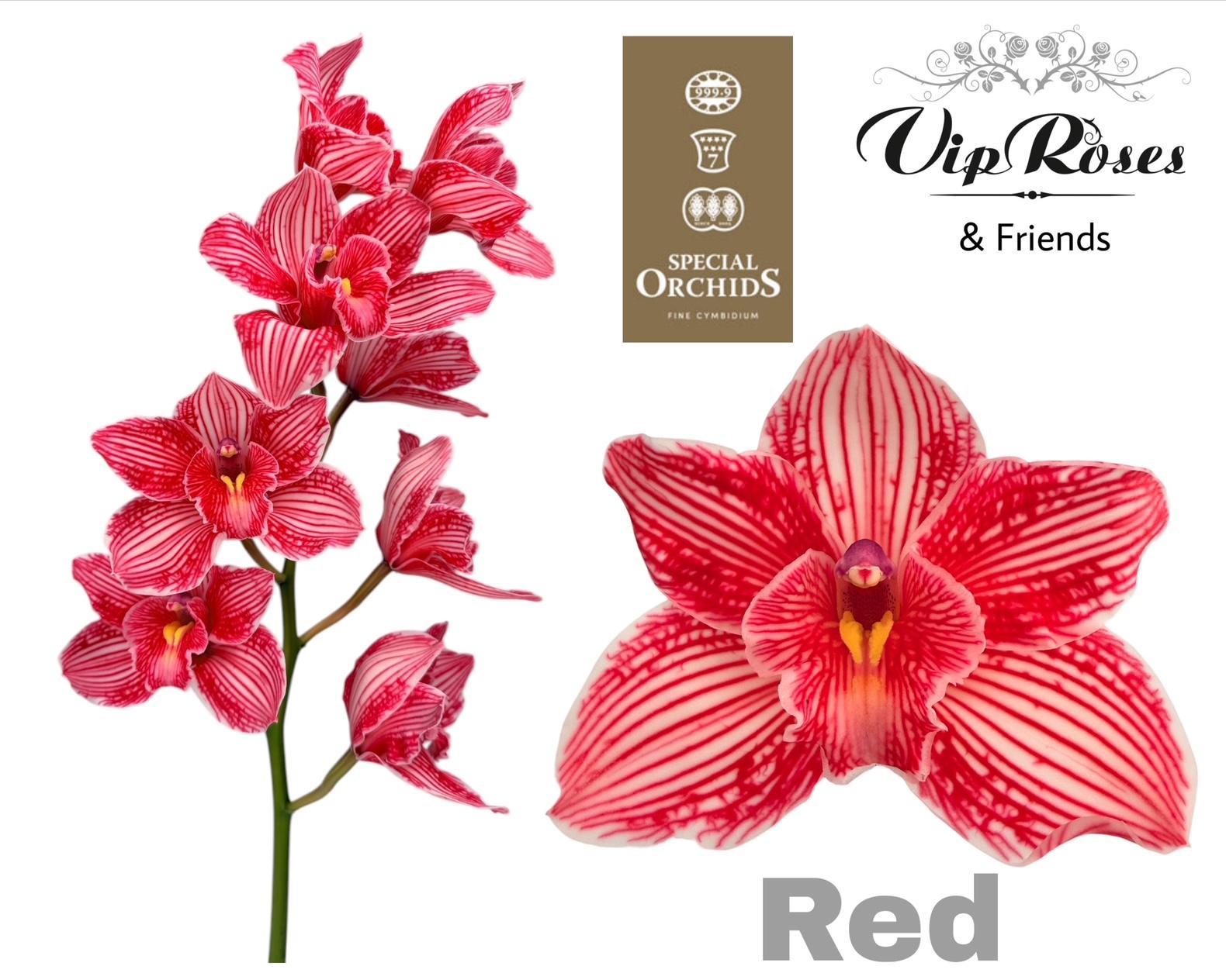 Cymbidium Painted Red 80cm