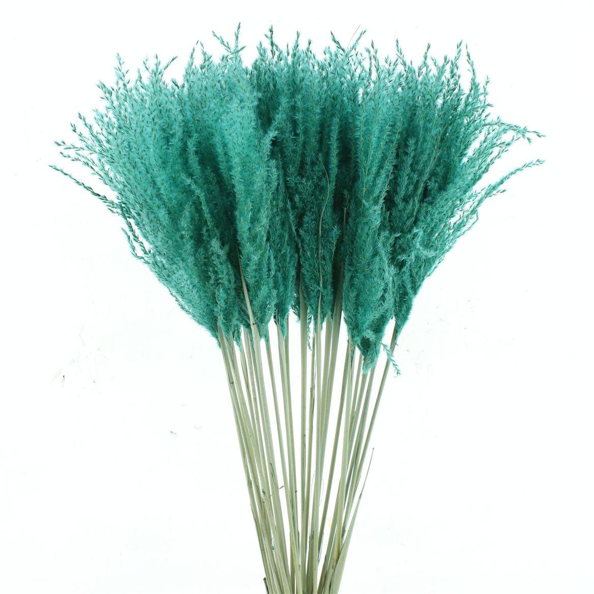 Dried Stipa Feather Turqouise