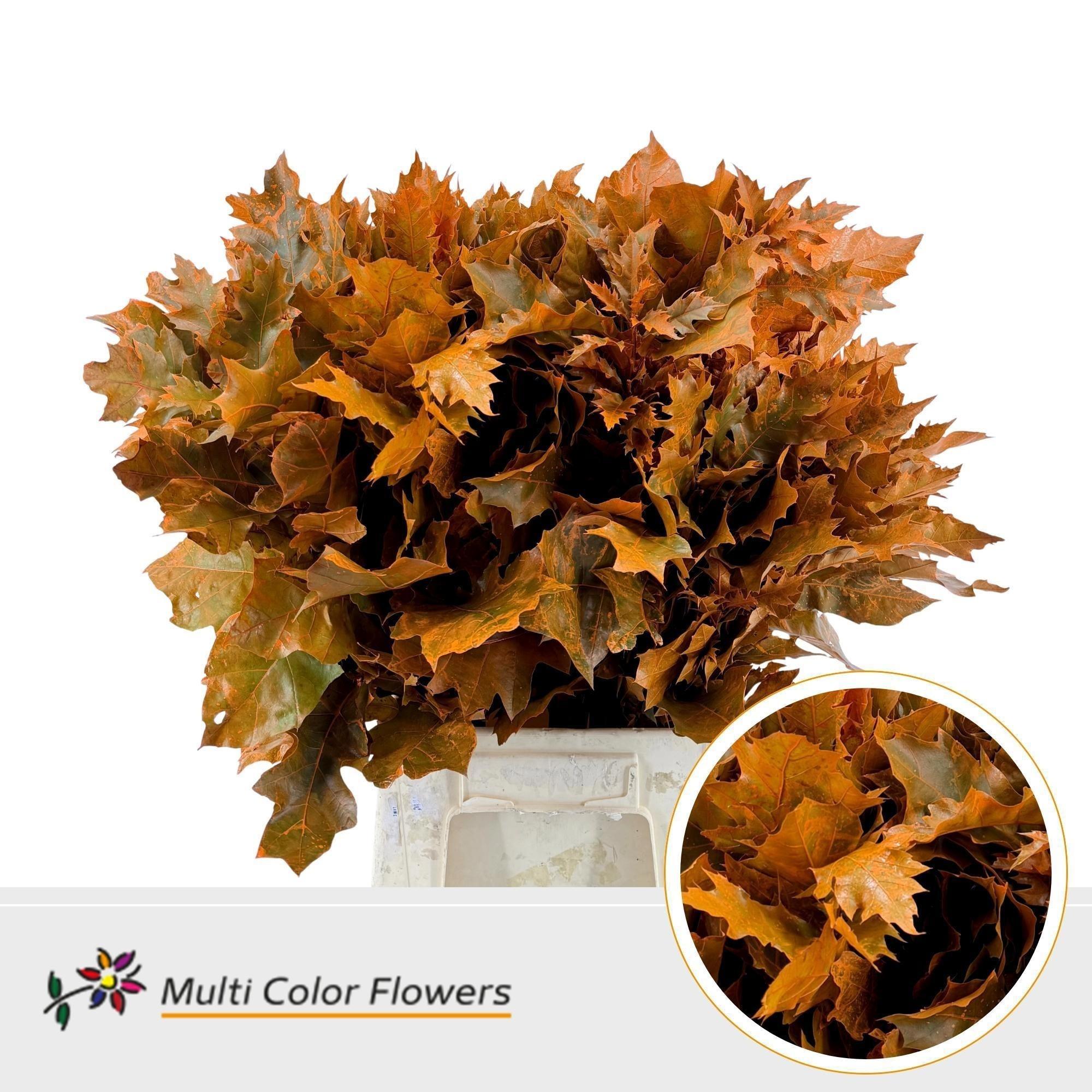 Querc Rubra Klb Oranje 50 Cm