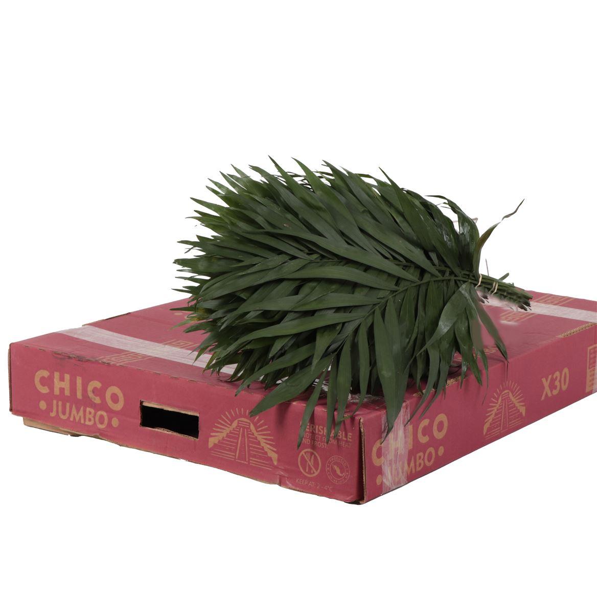 Chico Jumbo