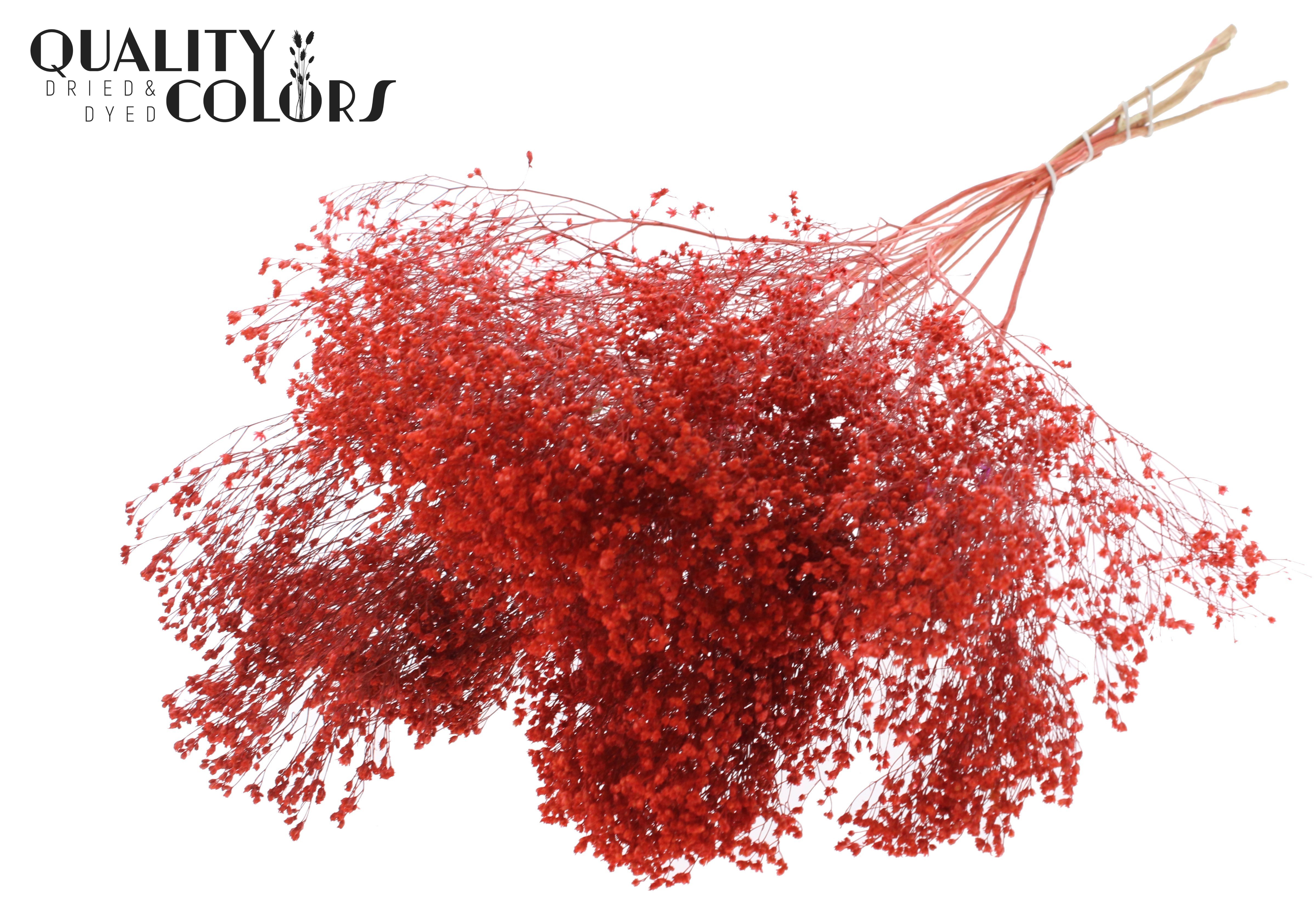 Broom Bloom Coral Per Bunch 50cm