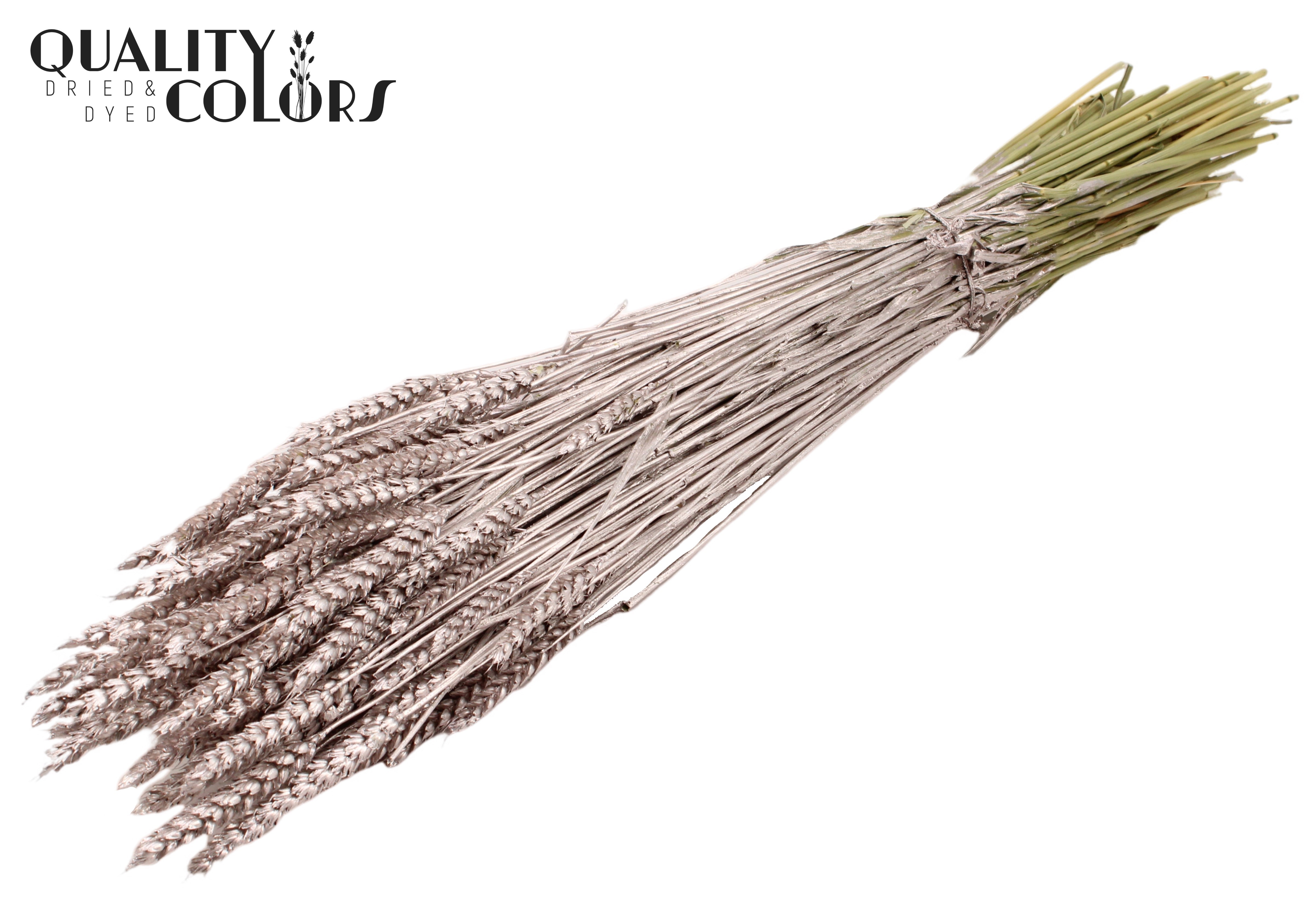 Triticum Champagne Per Bunch 60cm