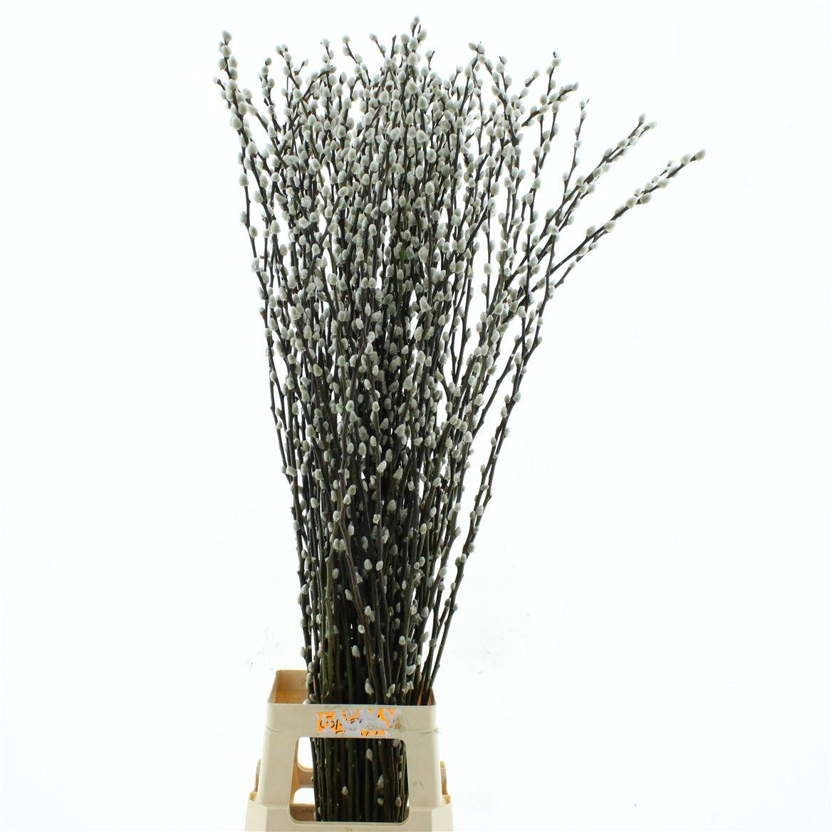 Salix Caprea 'snow Flake' (ch)