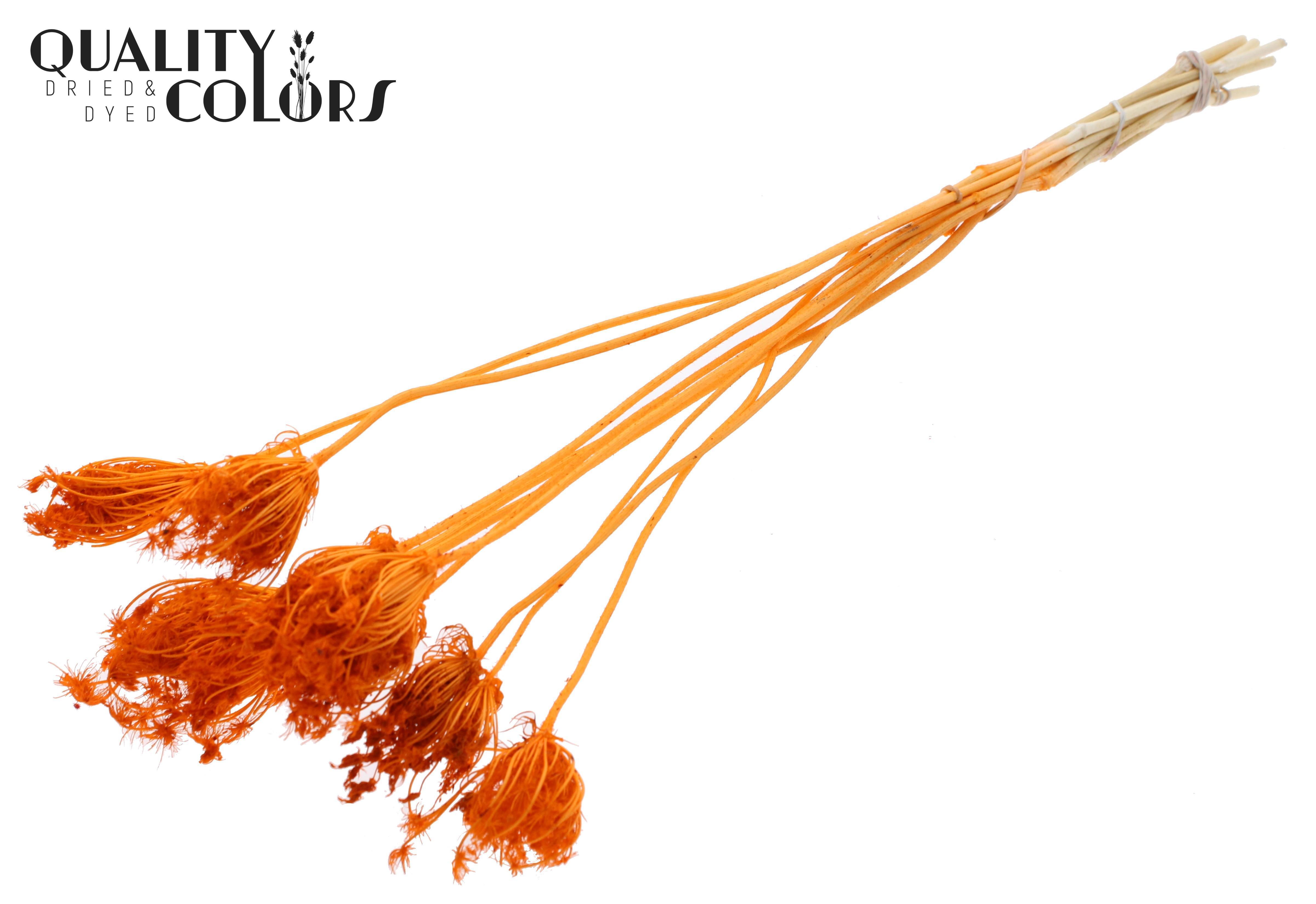Ammi Majus Intense Orange Per Bunch 50cm