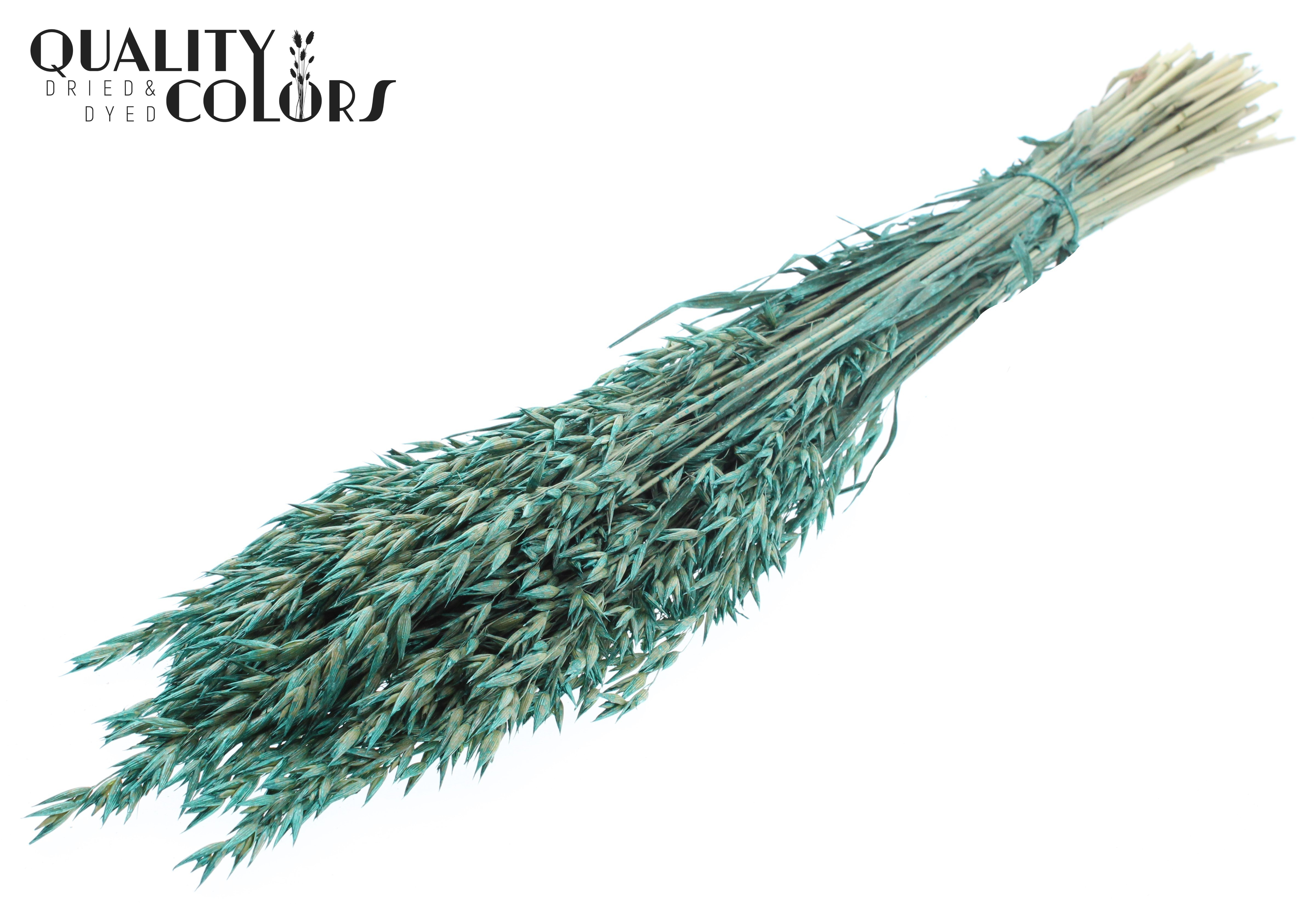 Avena Pearl Turquoise Per Bunch 60cm