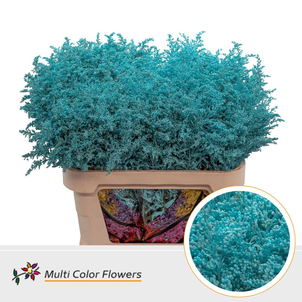 Solidago Blue Ice