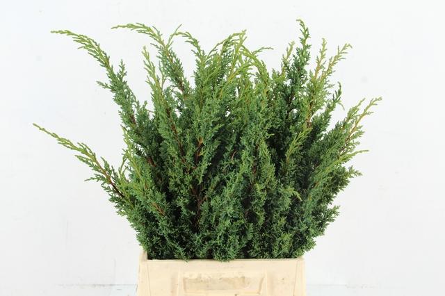 Taxus Baccata Fastigiata Aurea 50cm