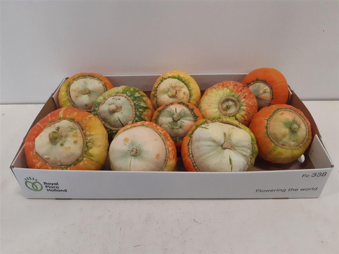 Sier Cuc P Turks Turban Mix X12
