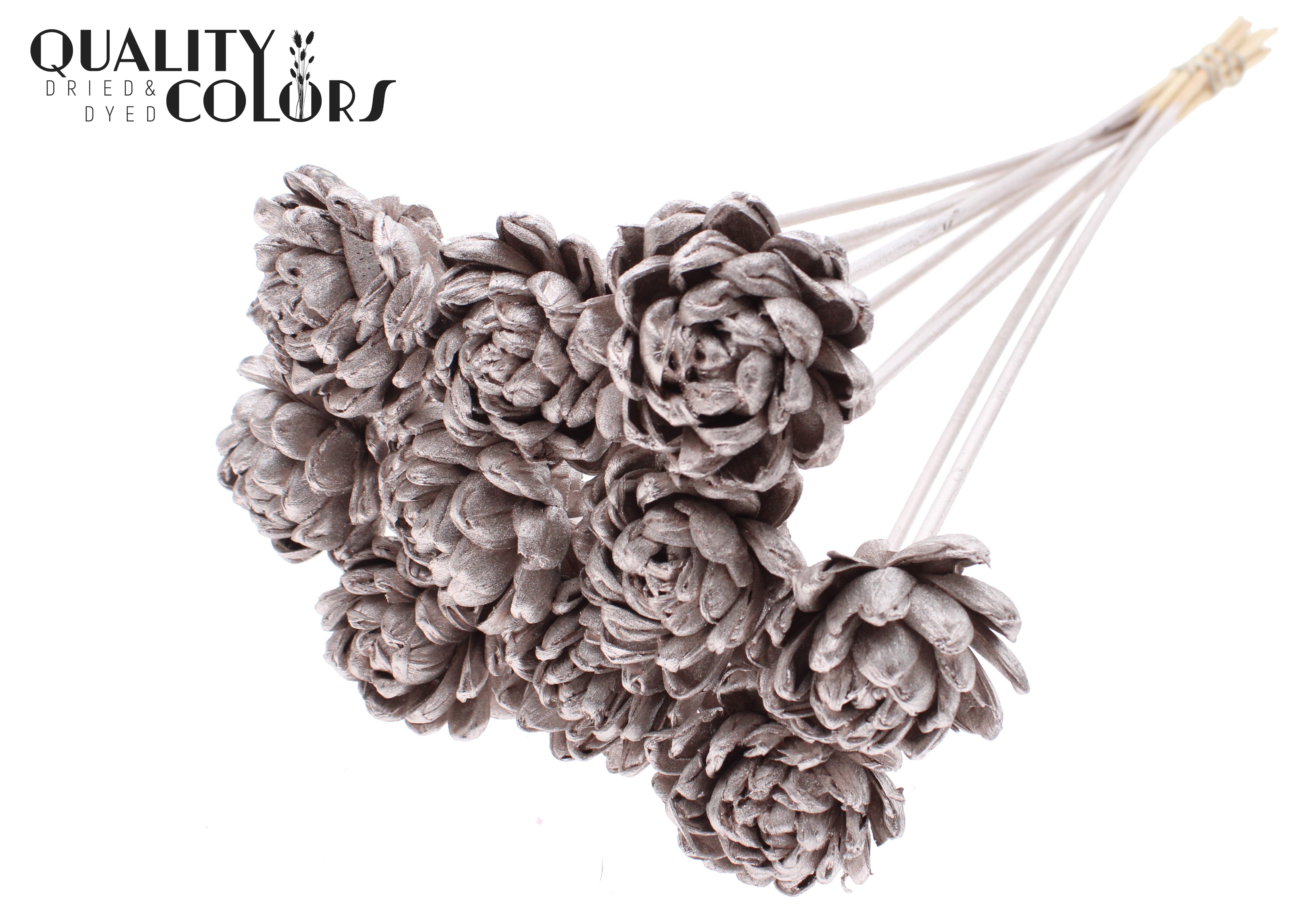 Shola Beauty Rose Champagne 50cm