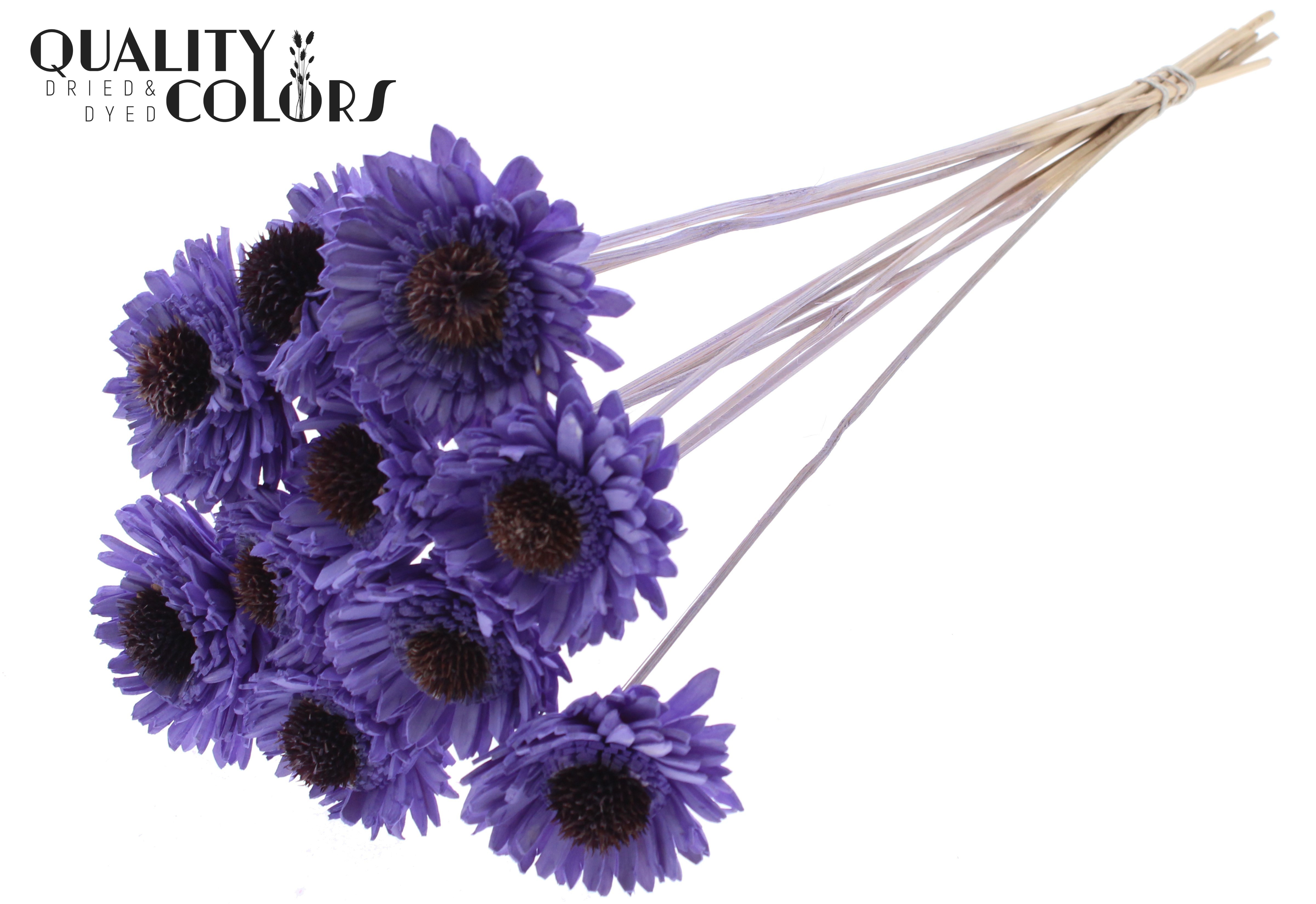 Shola Daisy Sunflower Milka 50cm