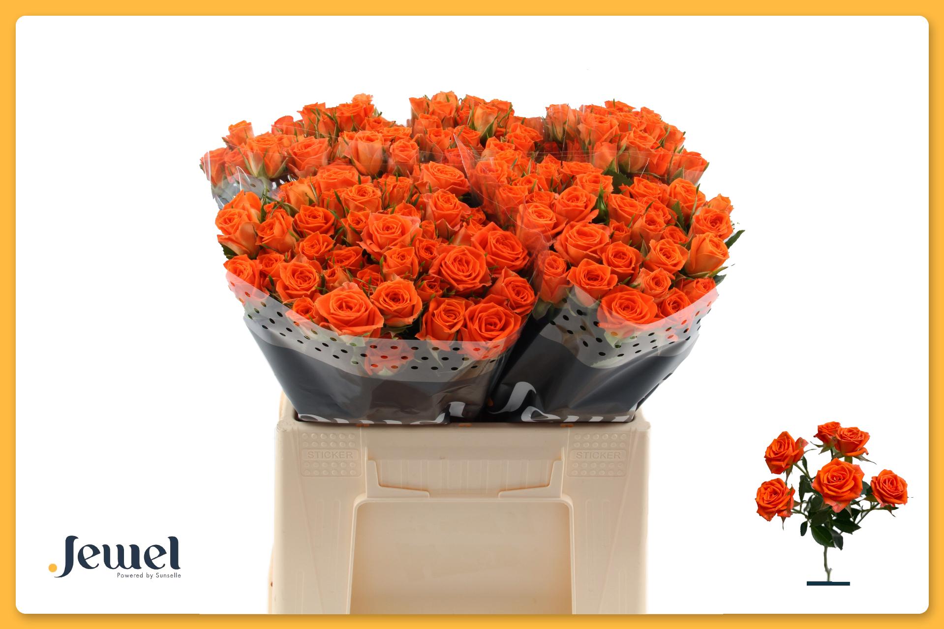 Rosa Spr Picanto 40cm