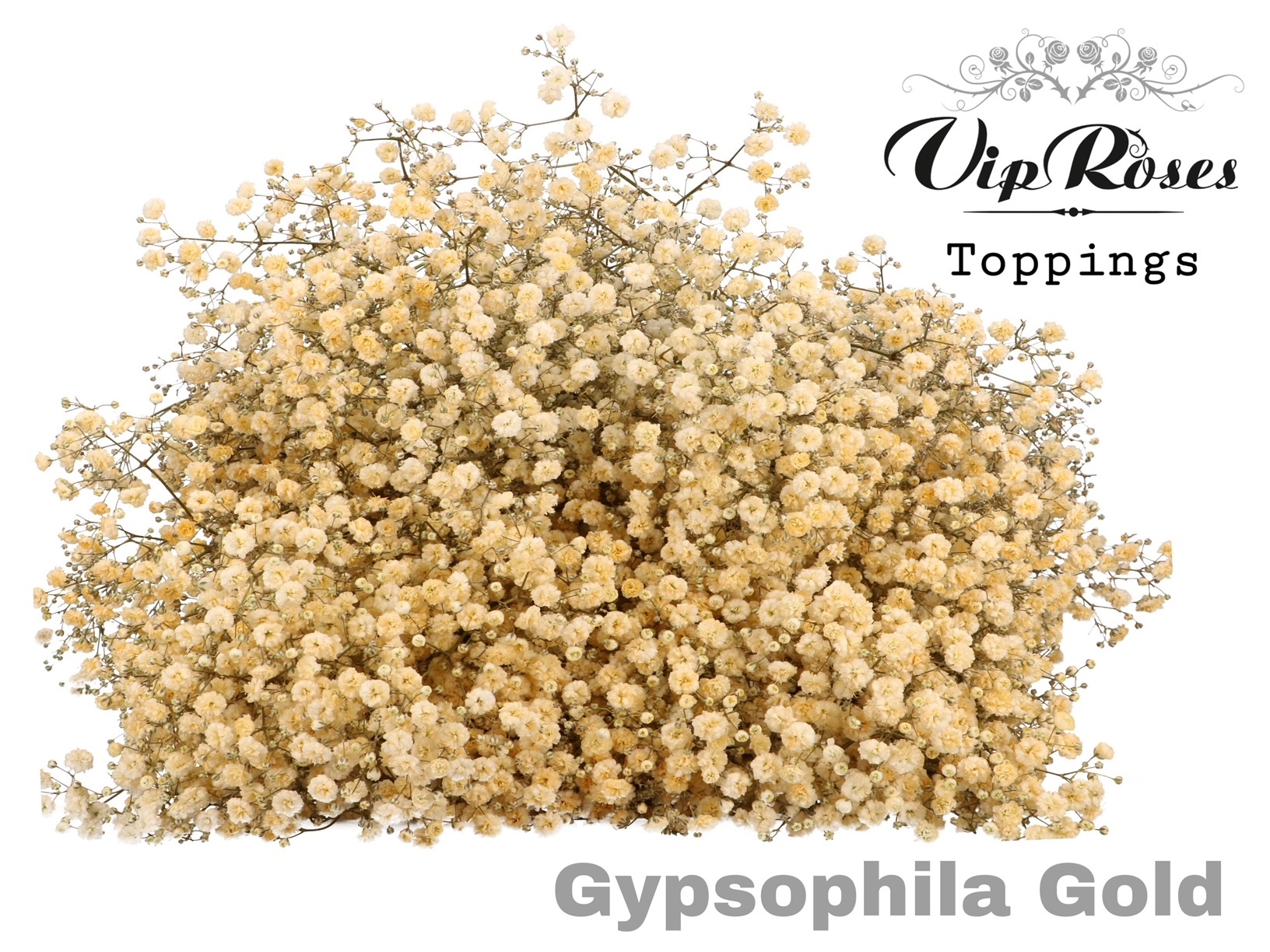 Gypsophila Painted Xlence Gold 80cm 40gr.