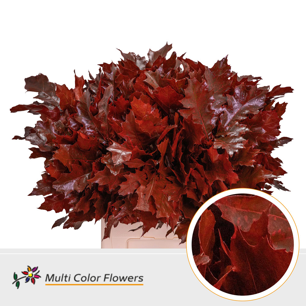 Querc Rubra Klb Rood 60 Cm