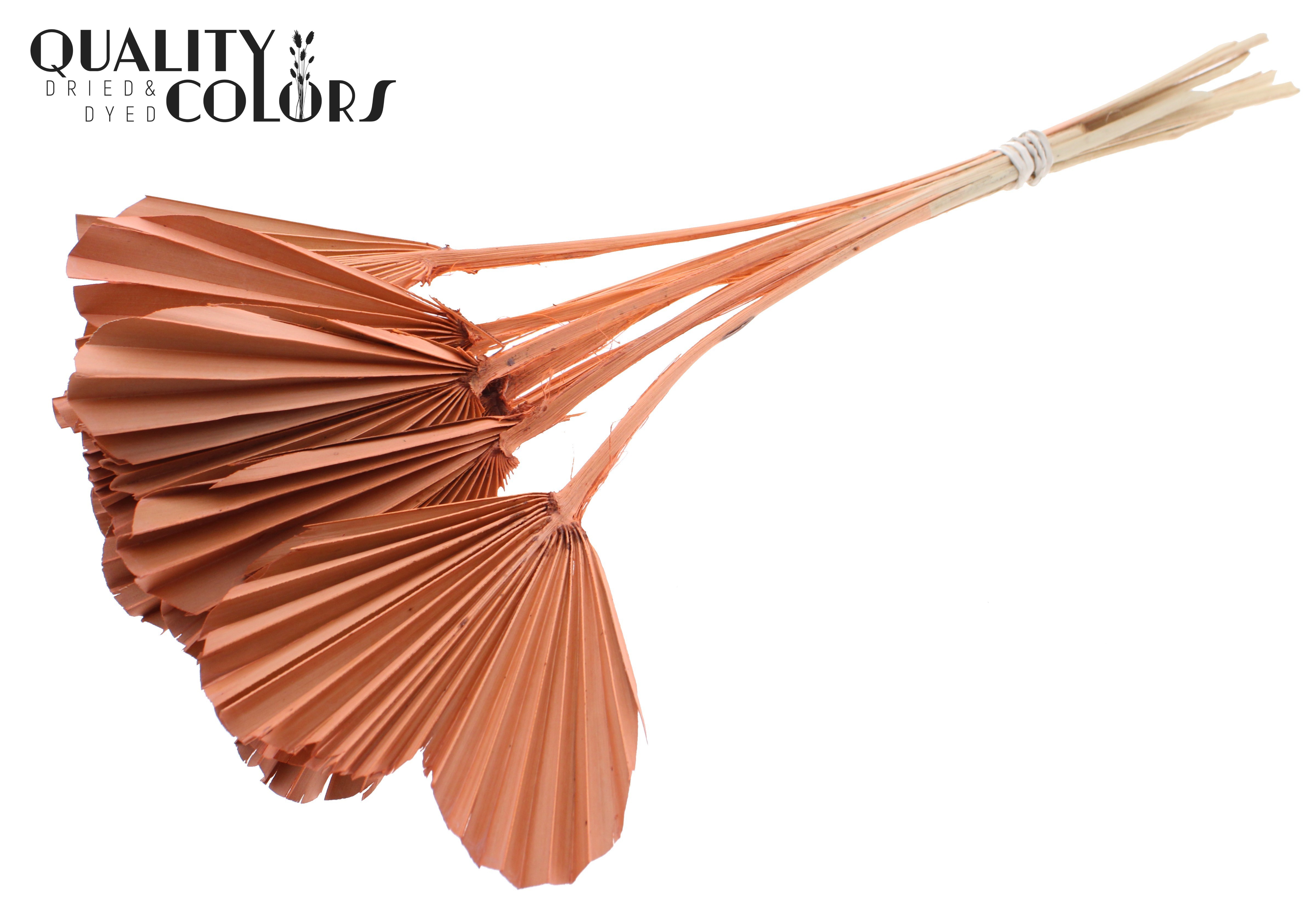 Palm Spear Heart Frosted Salmon 45cm