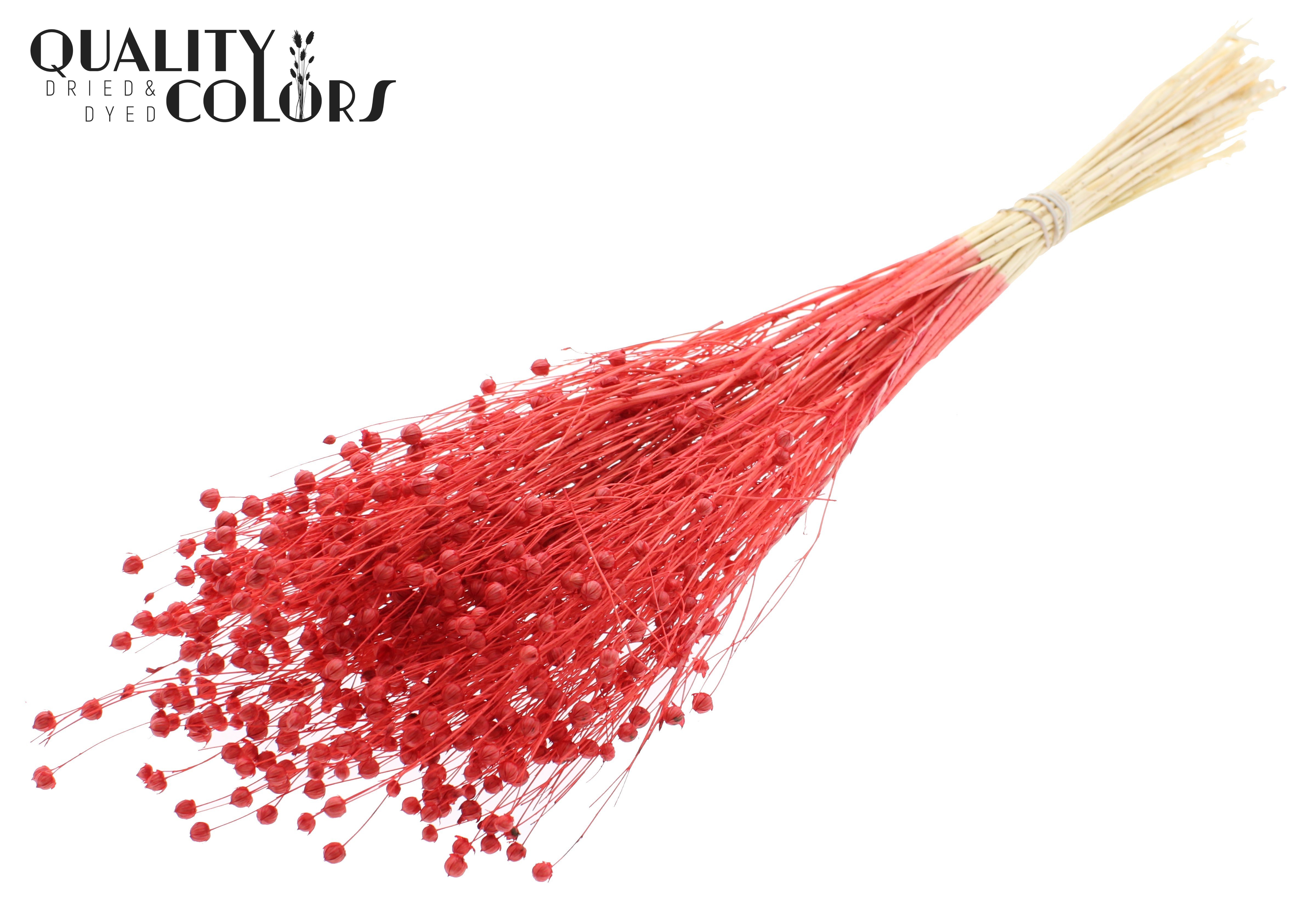 Lino Flax Intense Red Per Bunch 70cm
