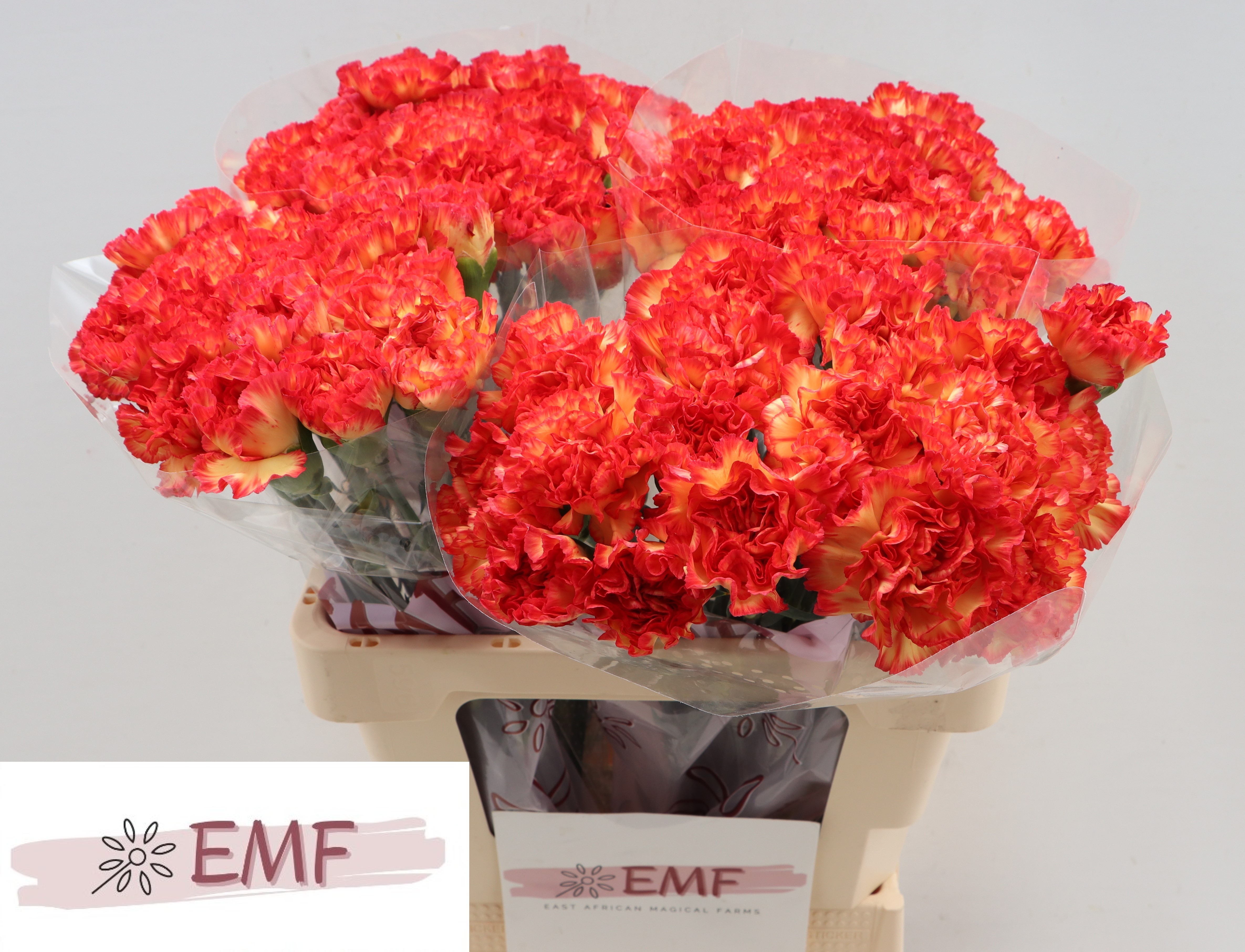 Dianthus Single Zenit 55cm