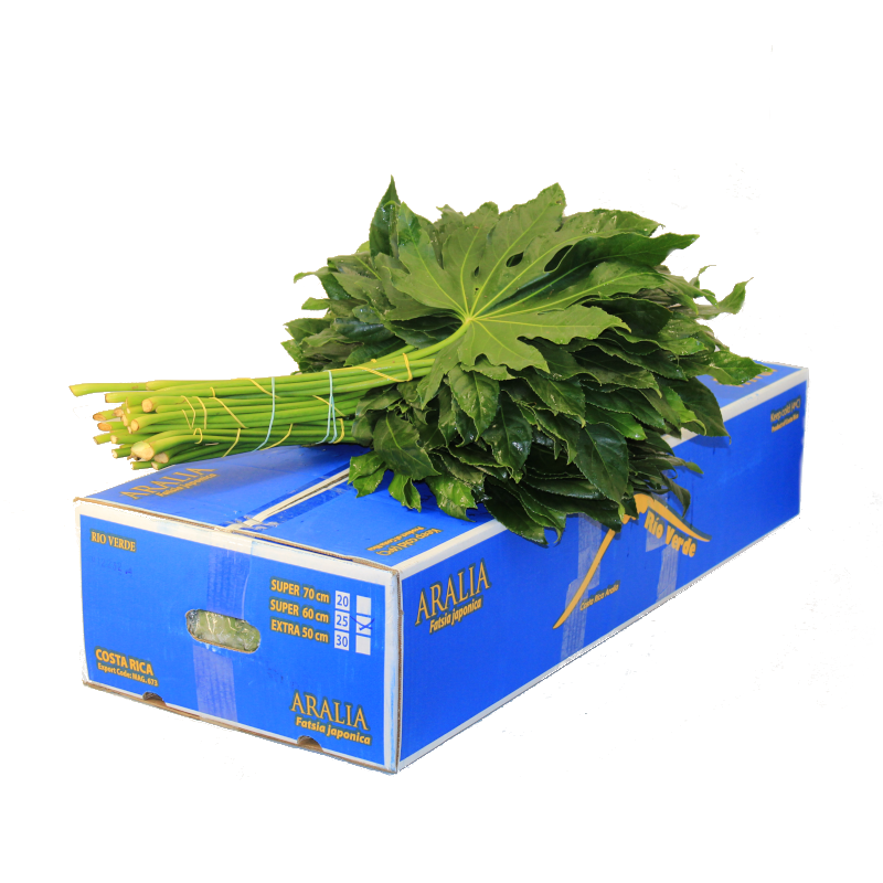 Aralia Super 50cm