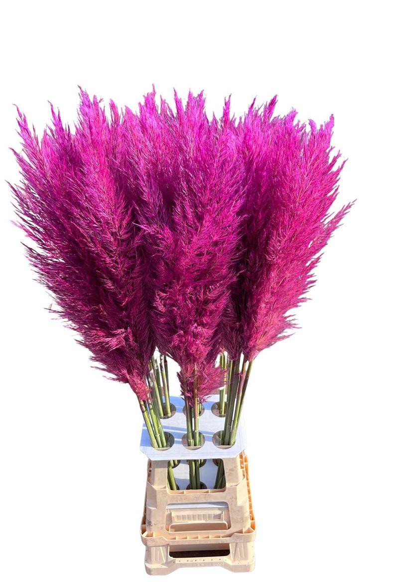 Cortaderia Opgetrokken Cerise Stem