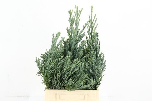 Coniferen Green 45cm