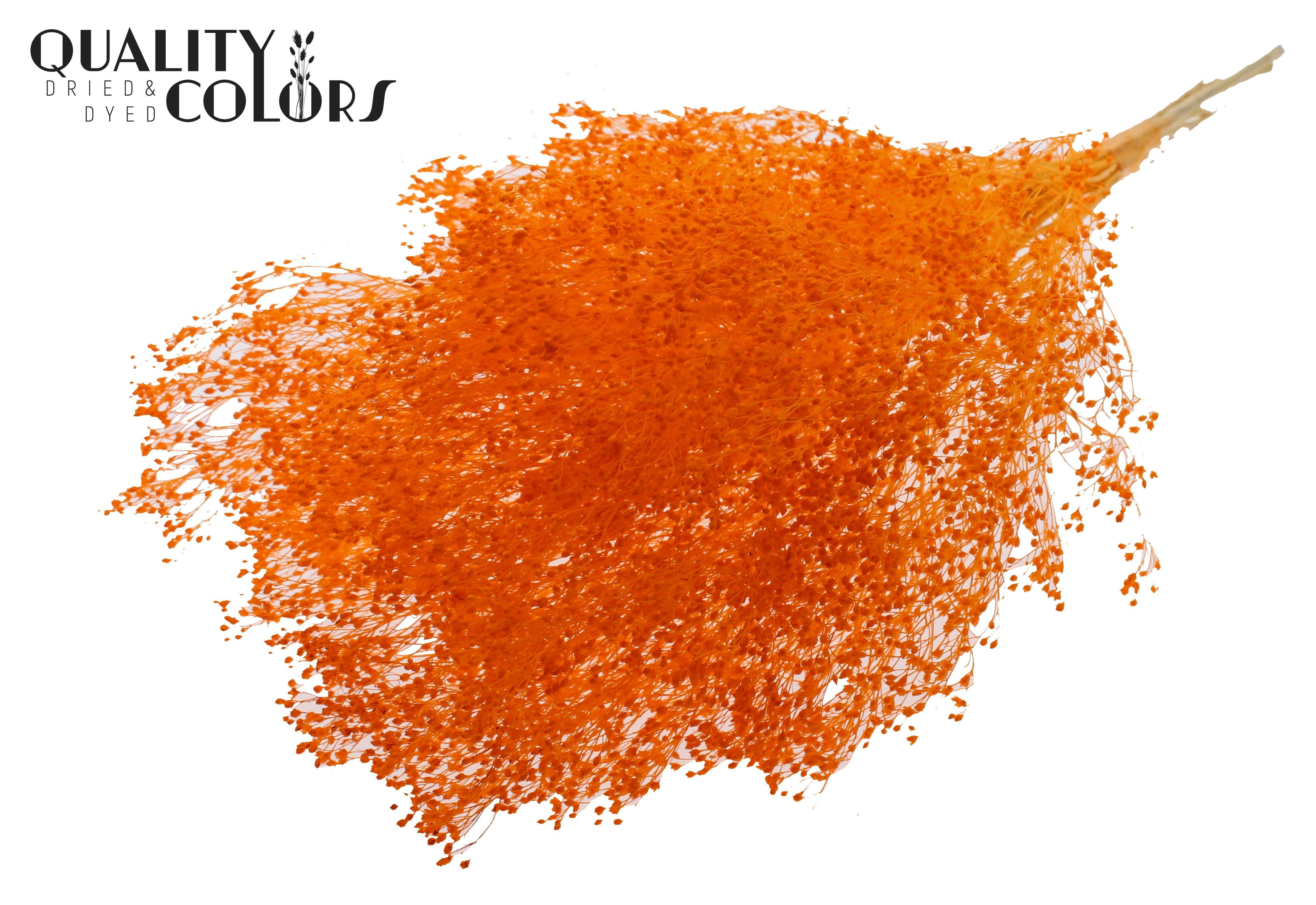Broom Bloom Orange Per Bunch 50cm