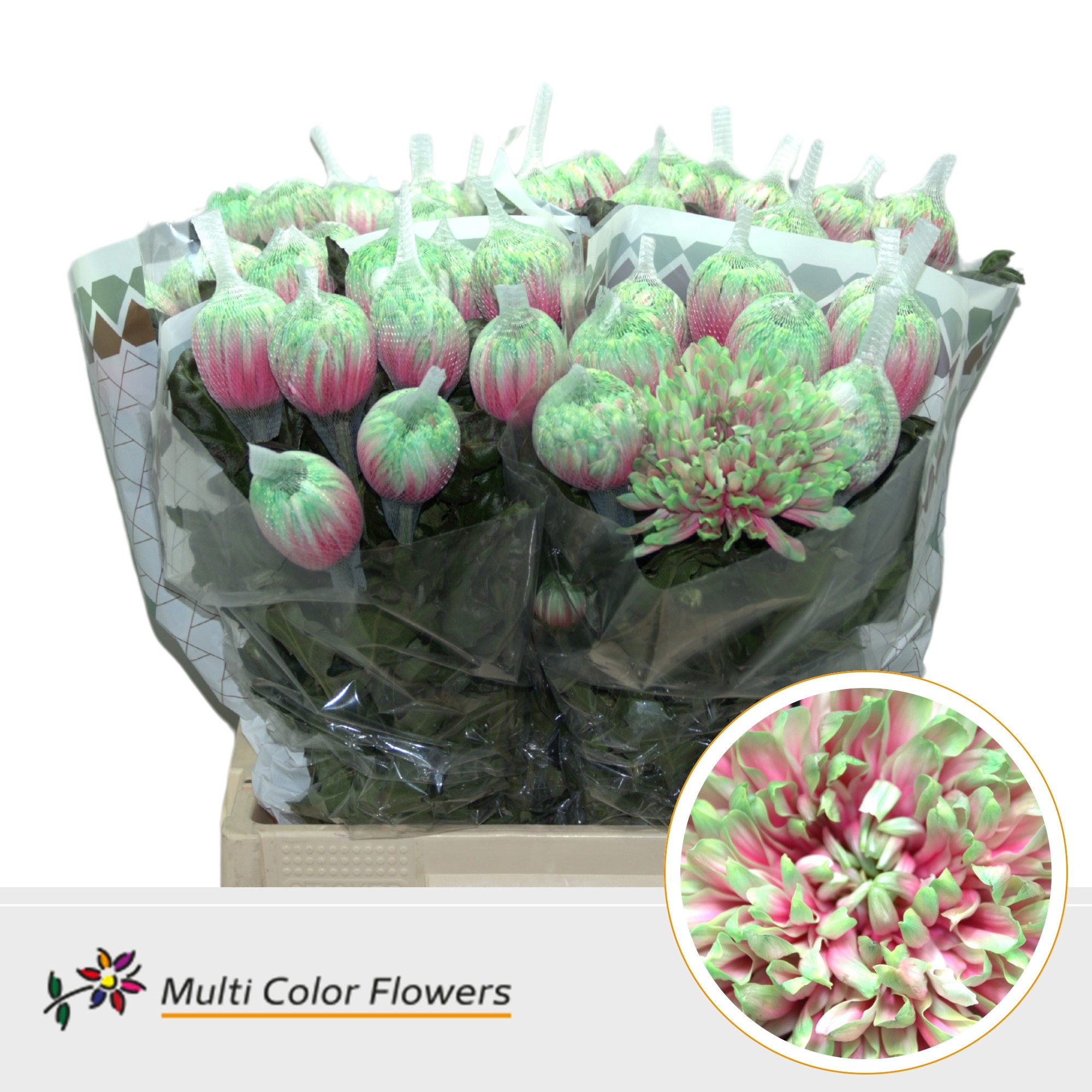 Chrysanth Single Painted Antonov Watermelon 70cm