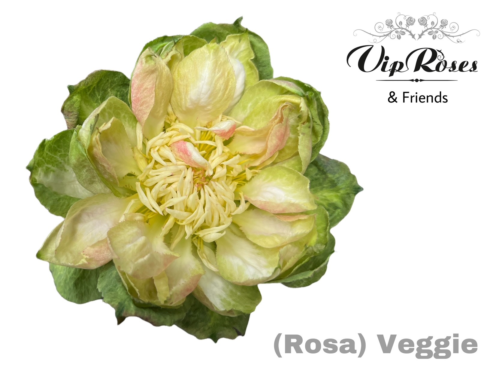 R Gr Veggie 40 cm