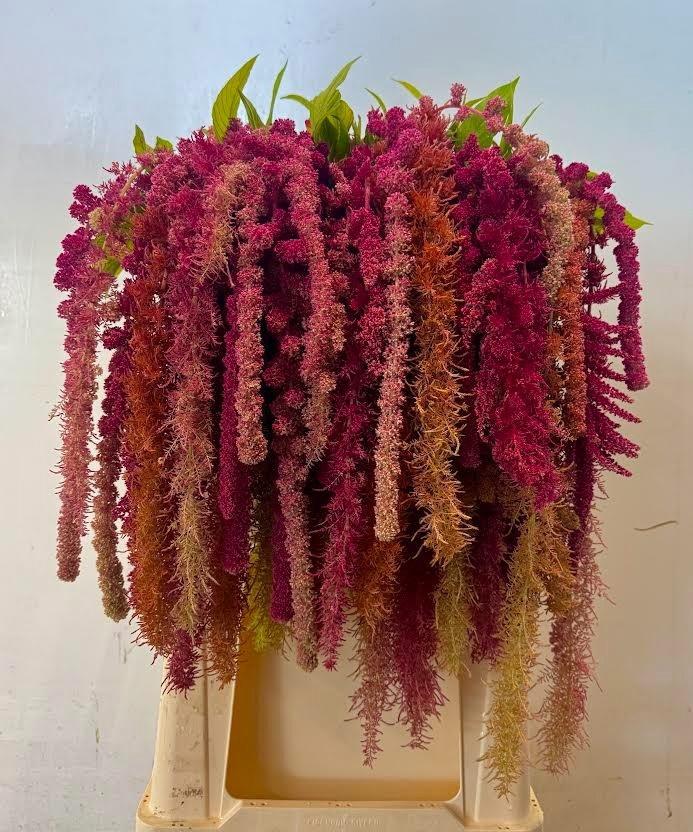 Amaranthus Hanging Mix 100cm