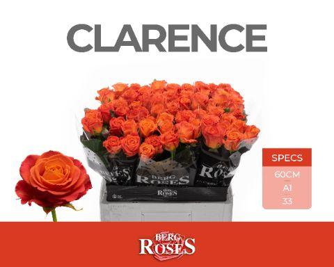 Rosa Clarence+ 60cm