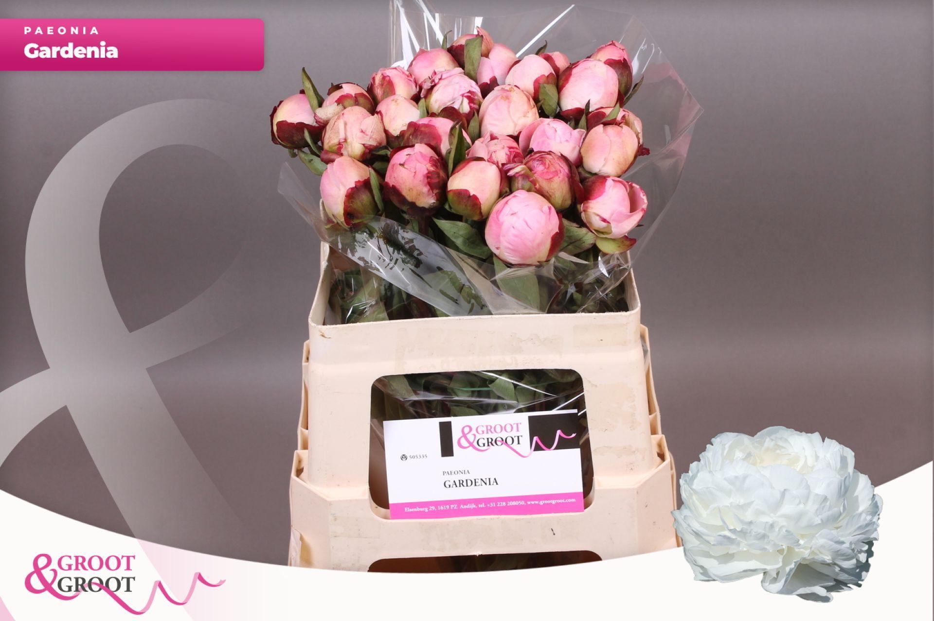 Paeonia Gardenia | Heavy Quality