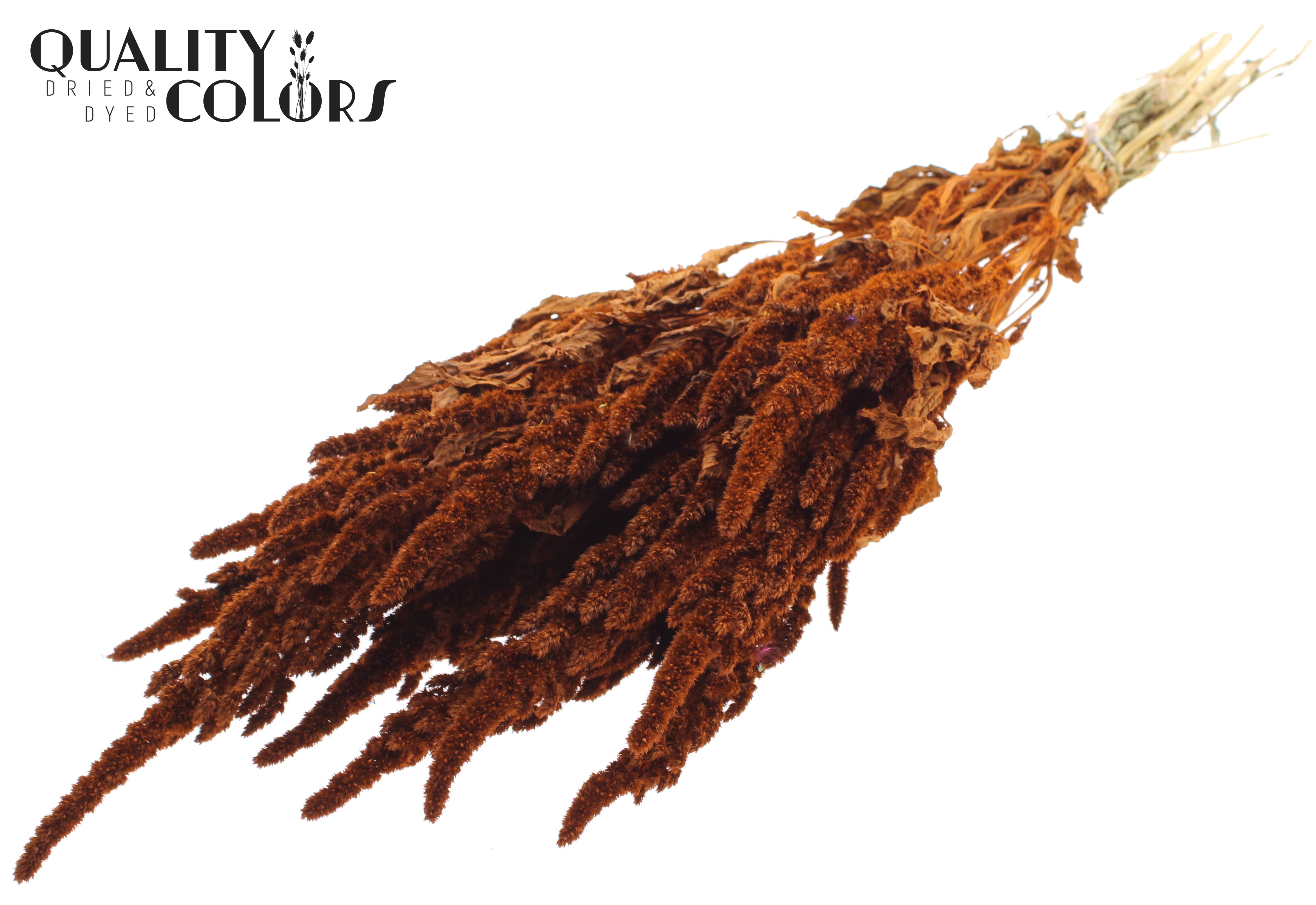Amaranthus Terracotta Per Bunch 60cm