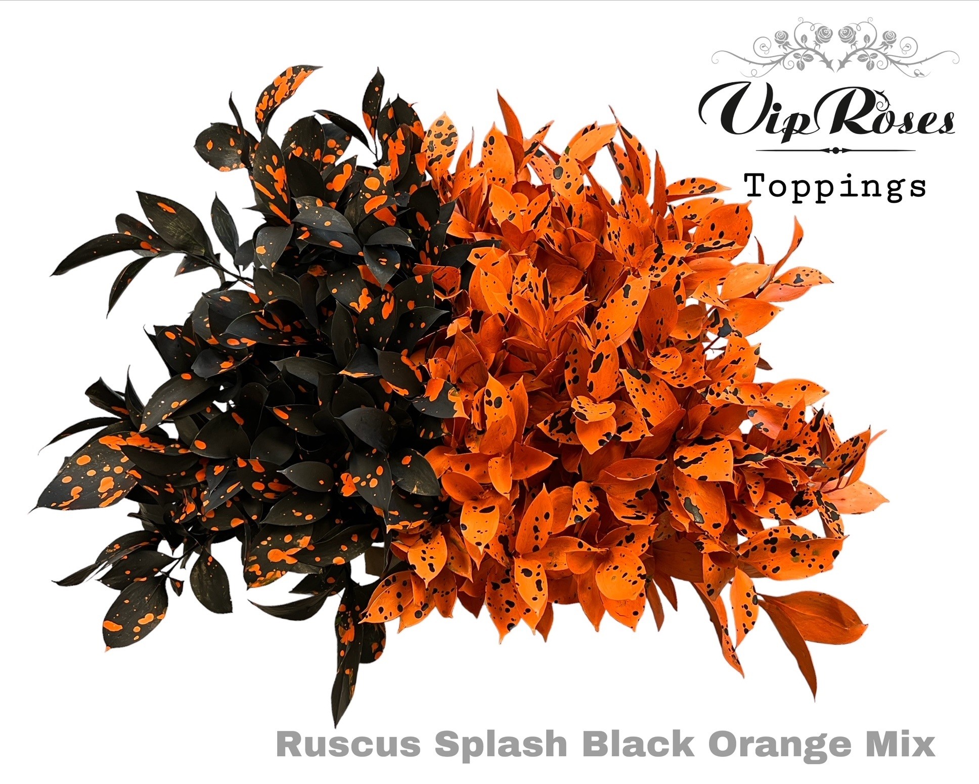 Ruscus Color Treated