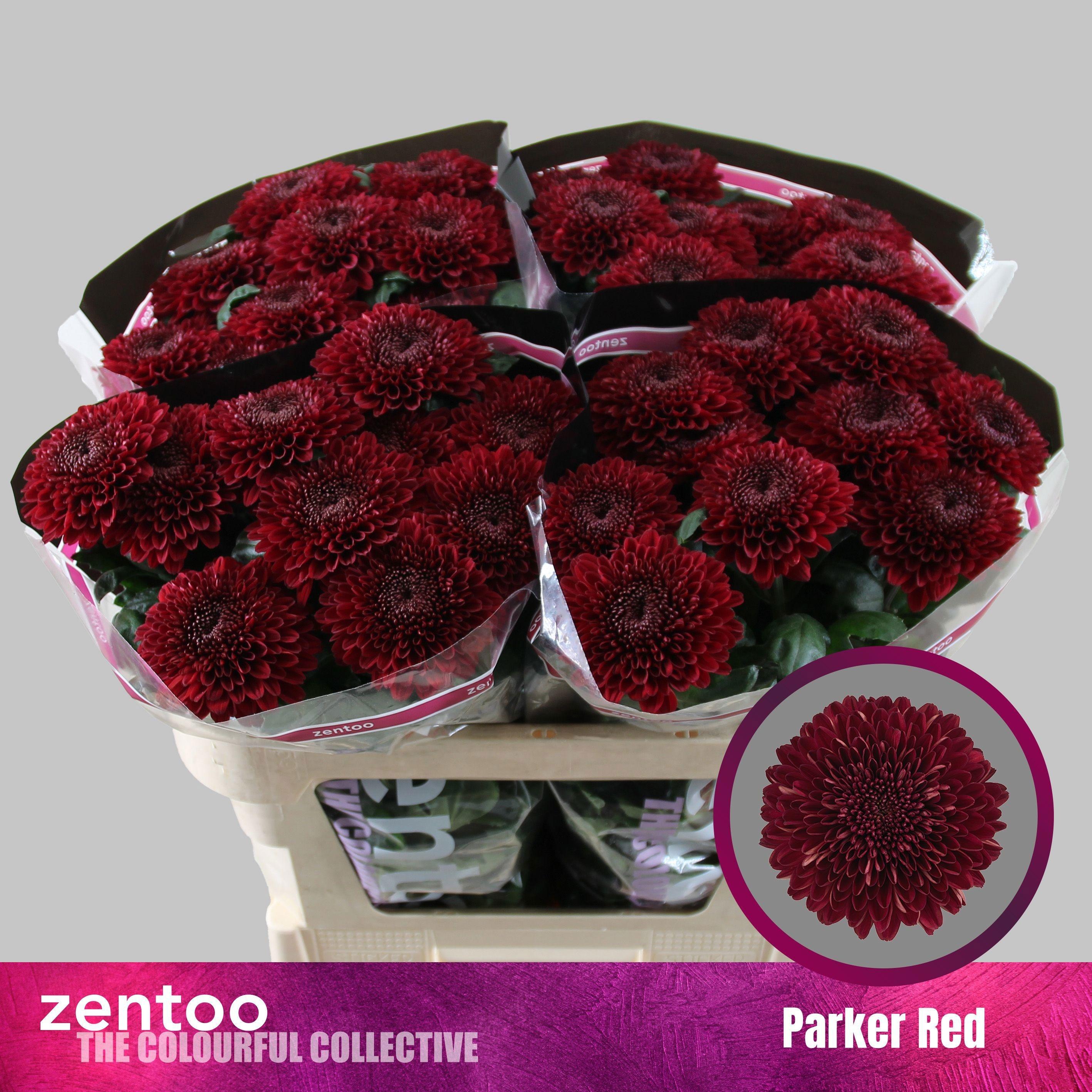Chrysanth Single Parker Red 70cm 70gr.