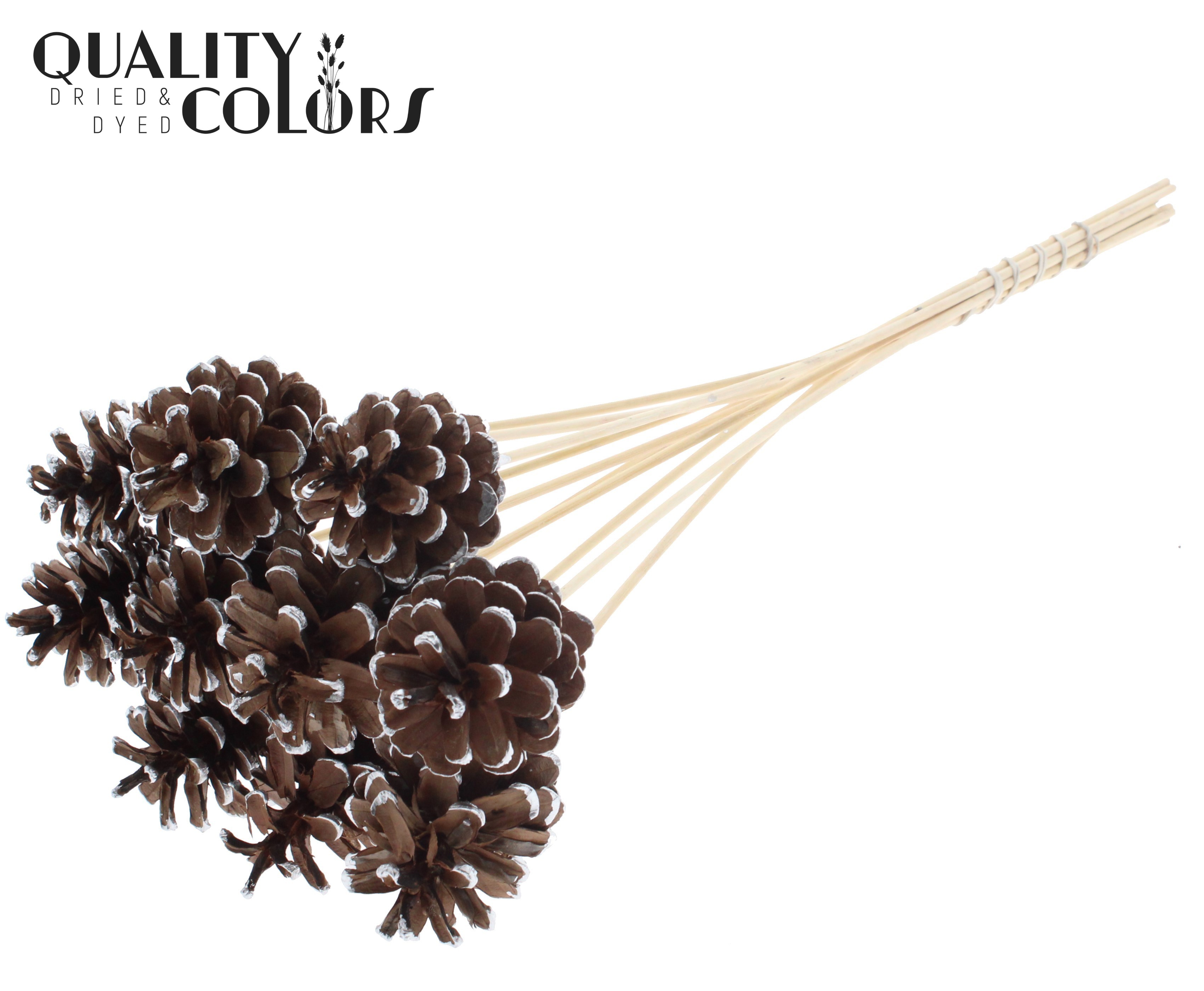 Pine Cone Silver Tipped 50cm