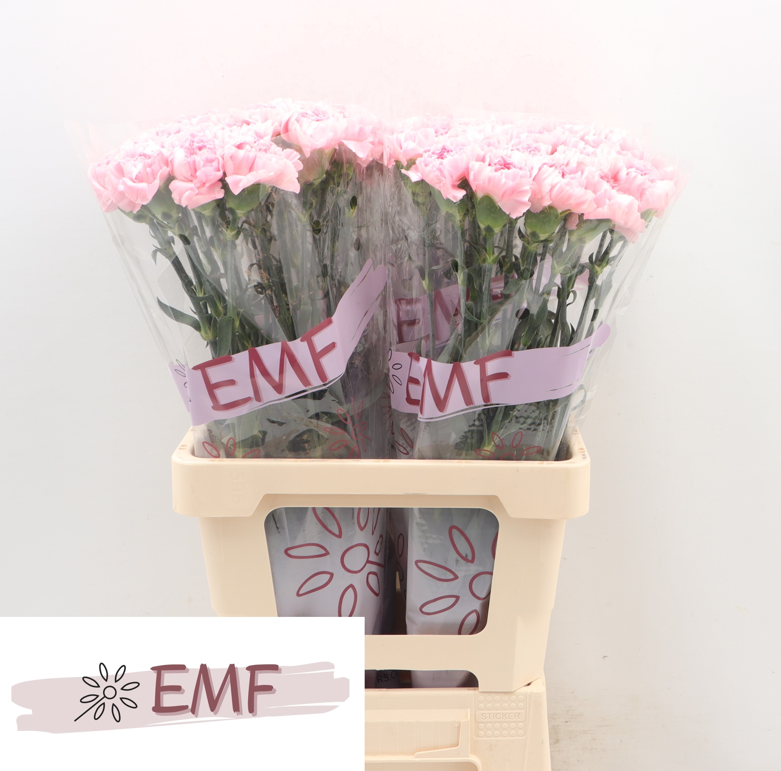 Dianthus Single Julia 65cm