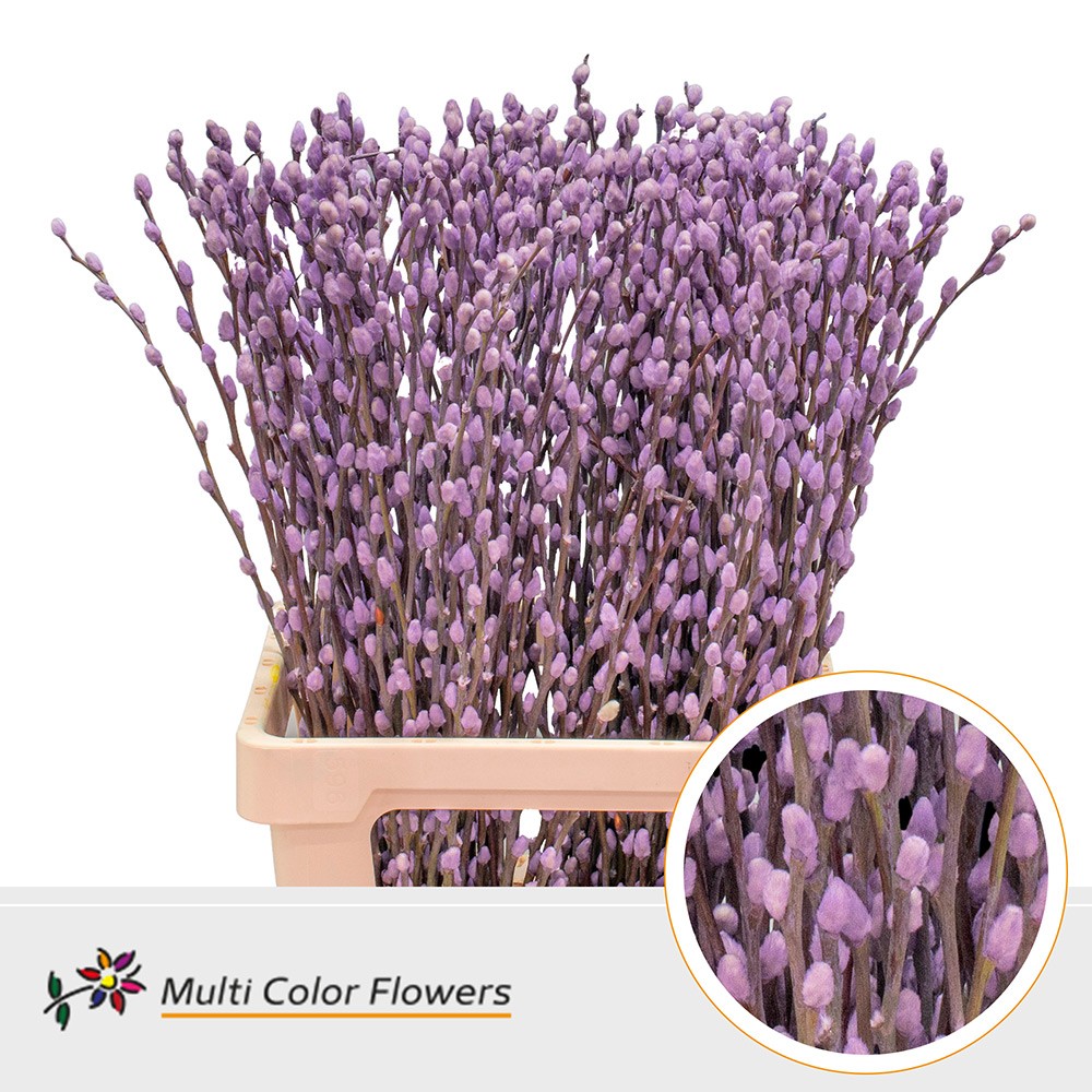 Salix Snow Flake Painted Milka 70cm