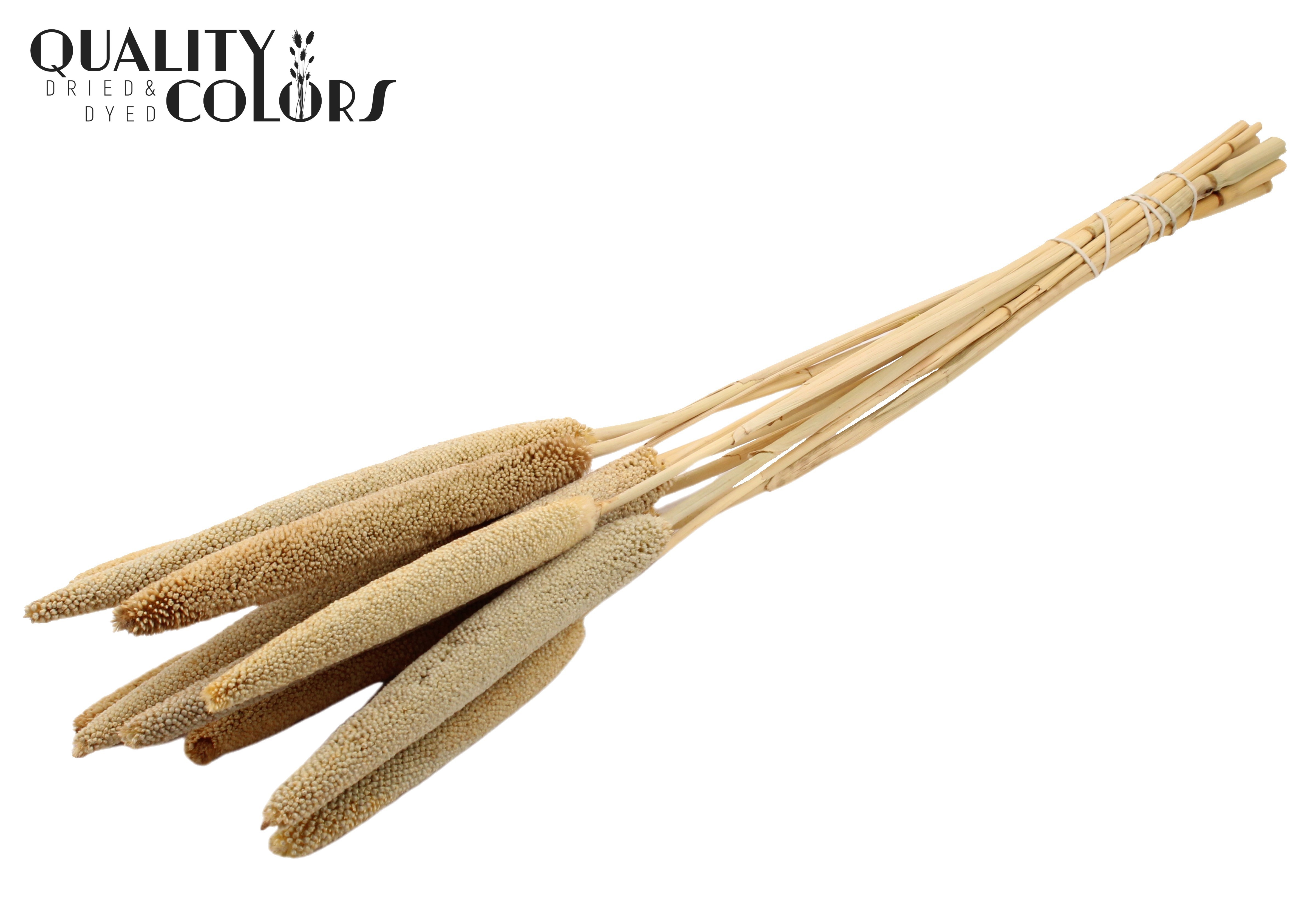 Badam Natural 65cm