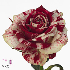 Rosa Harlequin 60cm
