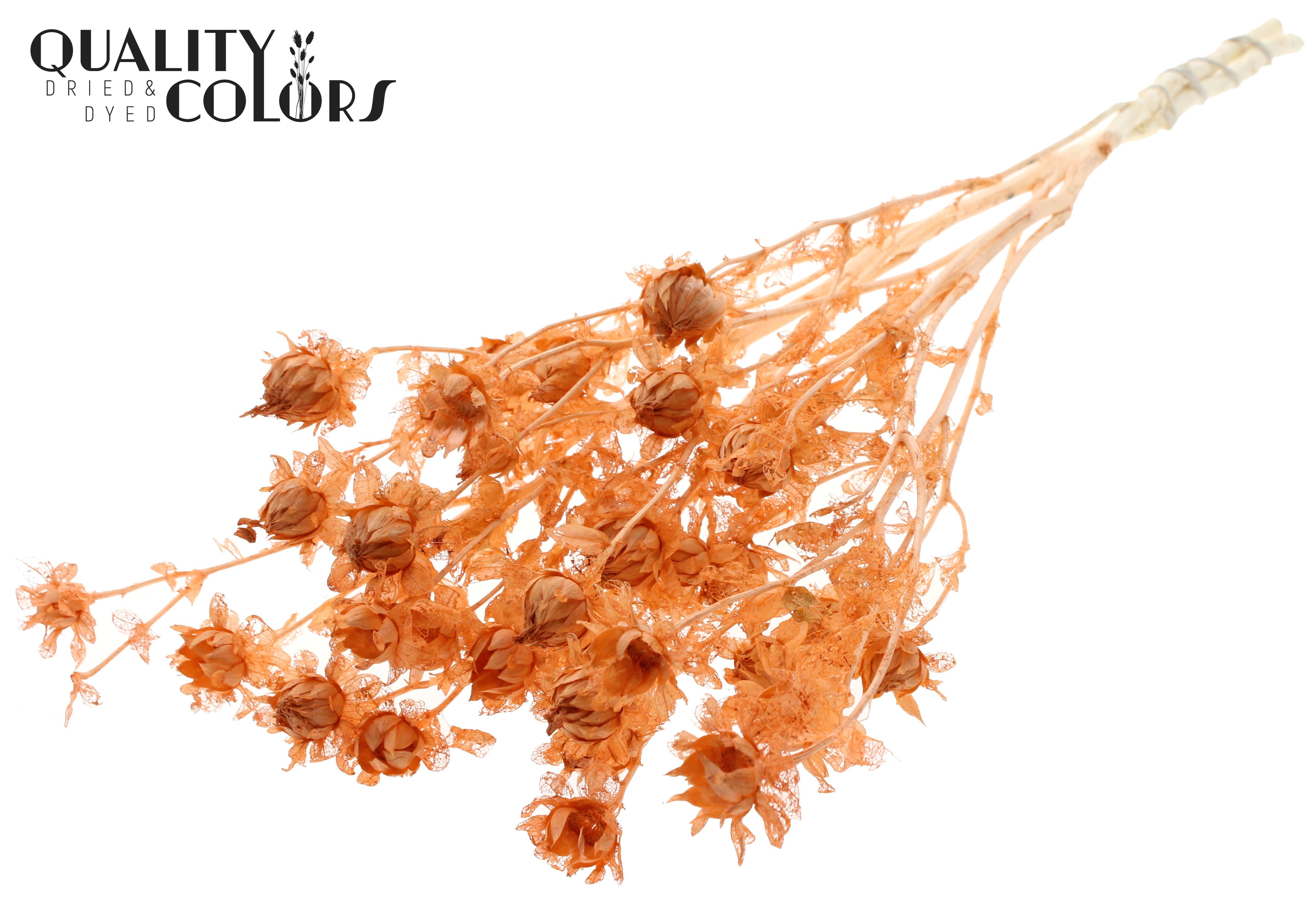 Carthamus Intense Frosted Salmon Per Bunch 70cm