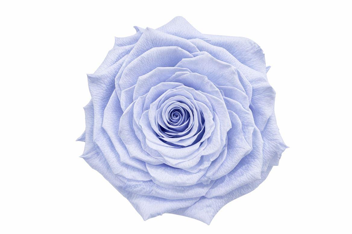 Ro Pres Xl Lavender