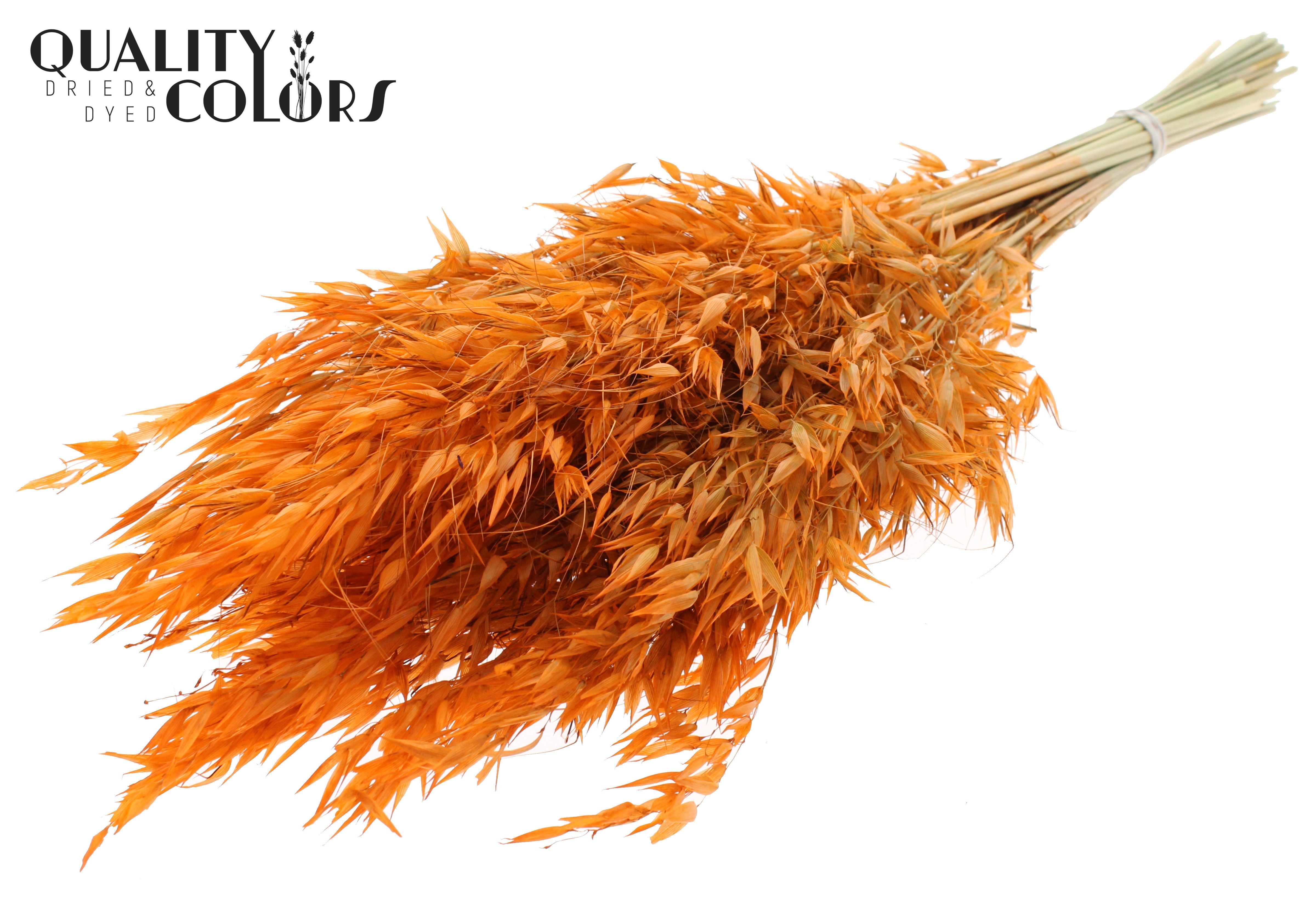 Avena Orange Per Bunch 70cm